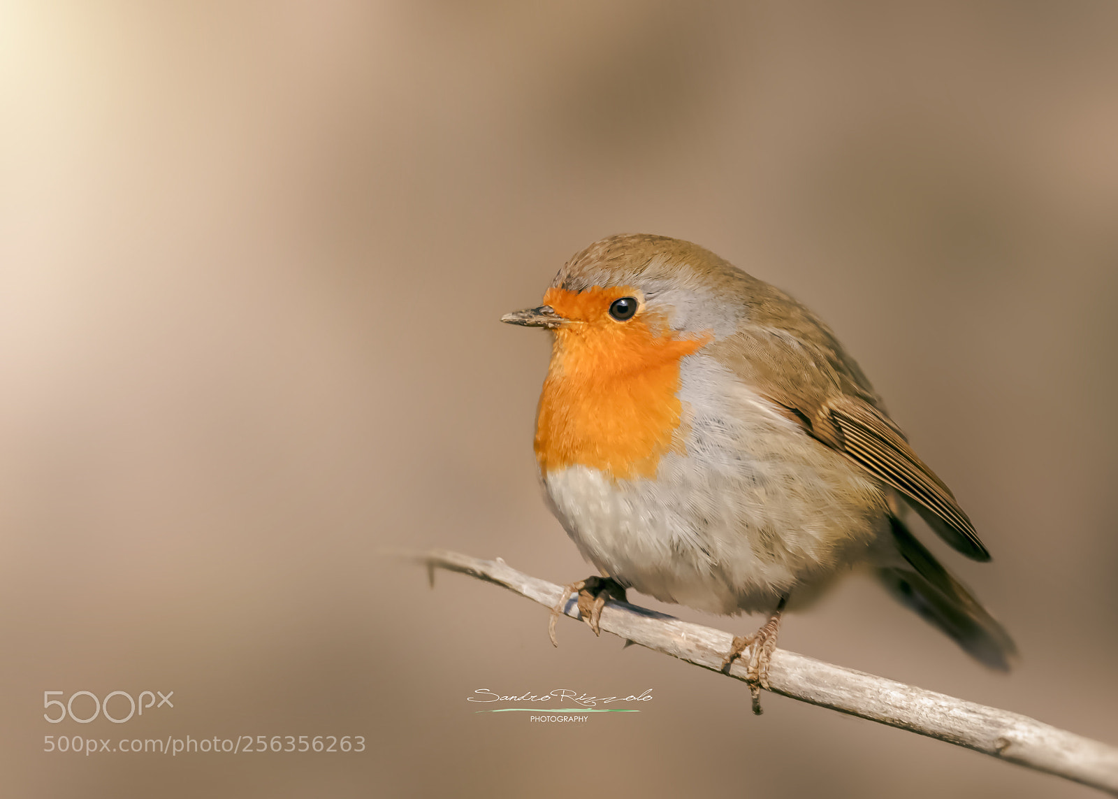 Nikon D500 sample photo. Robin photography