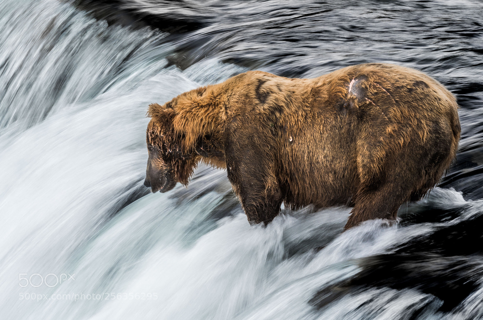 Nikon D500 sample photo. Battle-scarred grizzly bear prospects photography