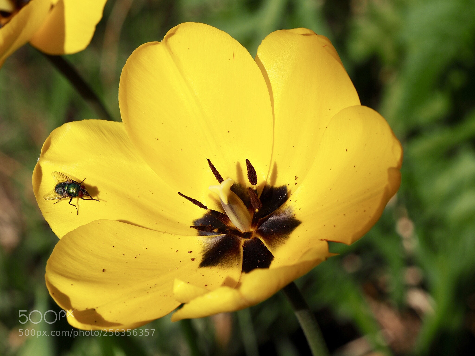Olympus OM-D E-M10 II sample photo. Tulipa photography