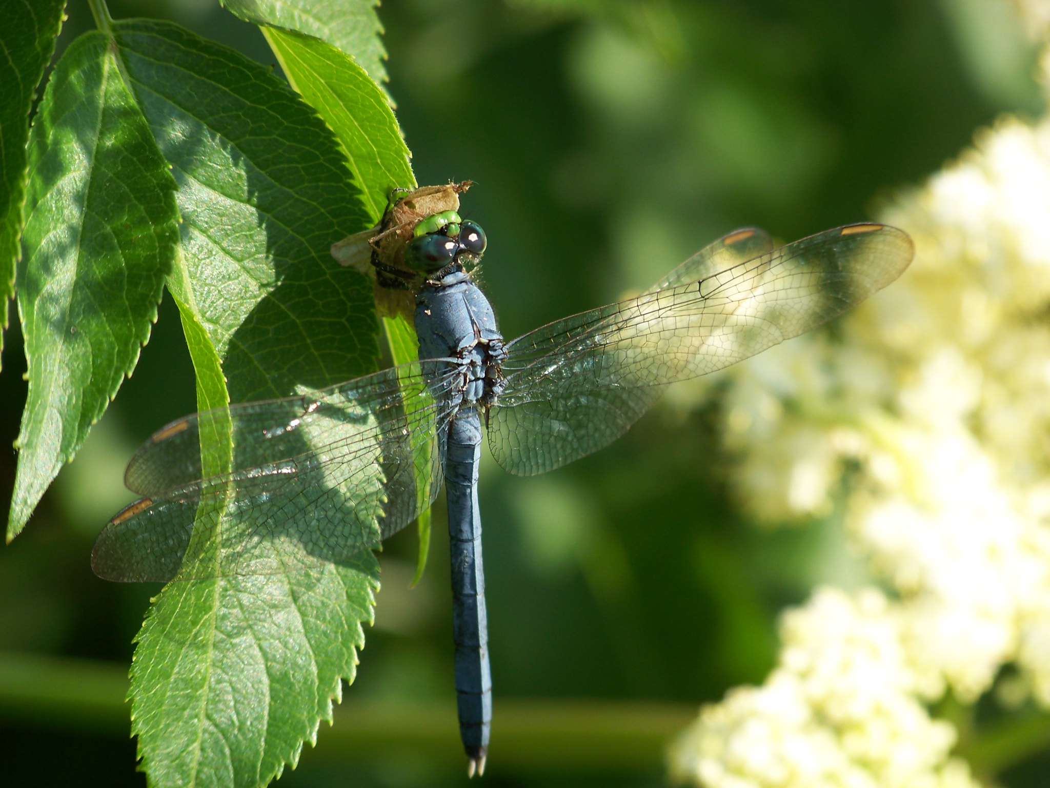 Kodak EASYSHARE Z8612 IS DIGITAL CAMERA sample photo. Blue dragonfly photography