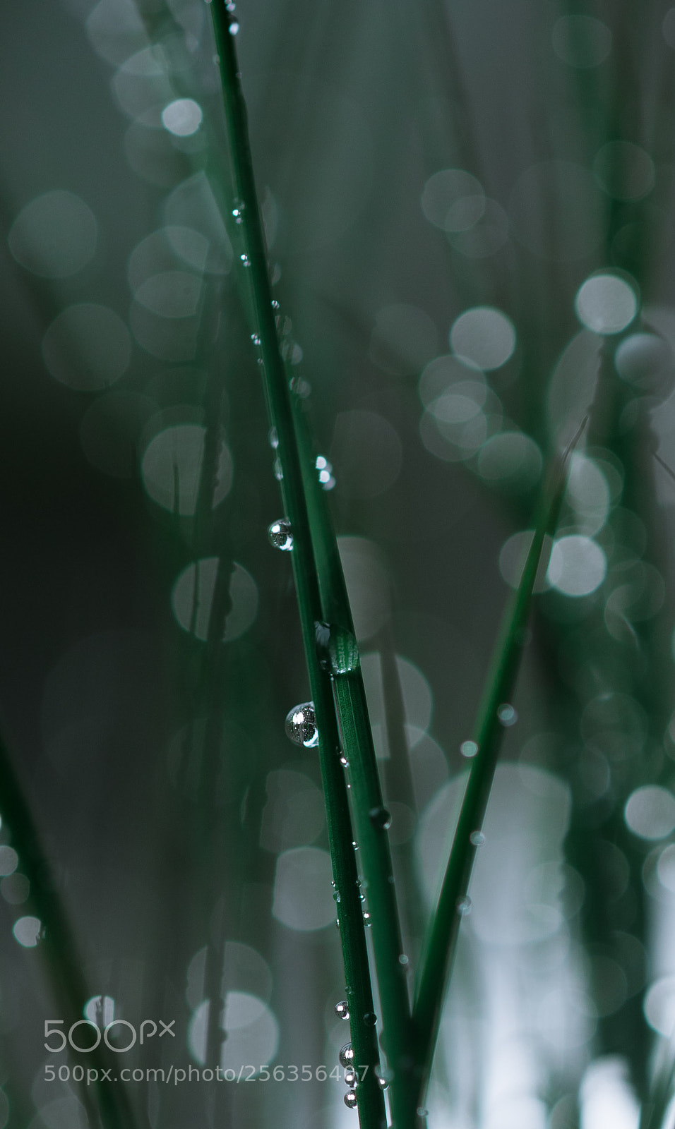 Nikon D750 sample photo. Spring rain on the photography