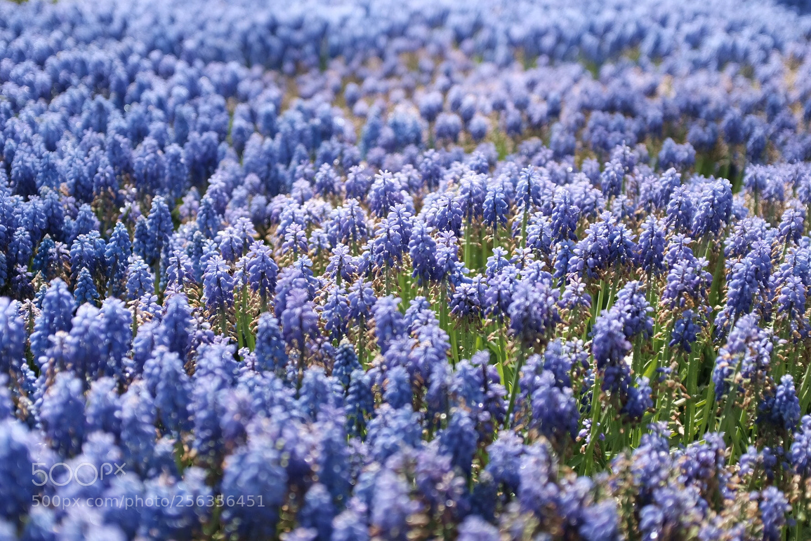 Fujifilm X100F sample photo. Purple is all around photography