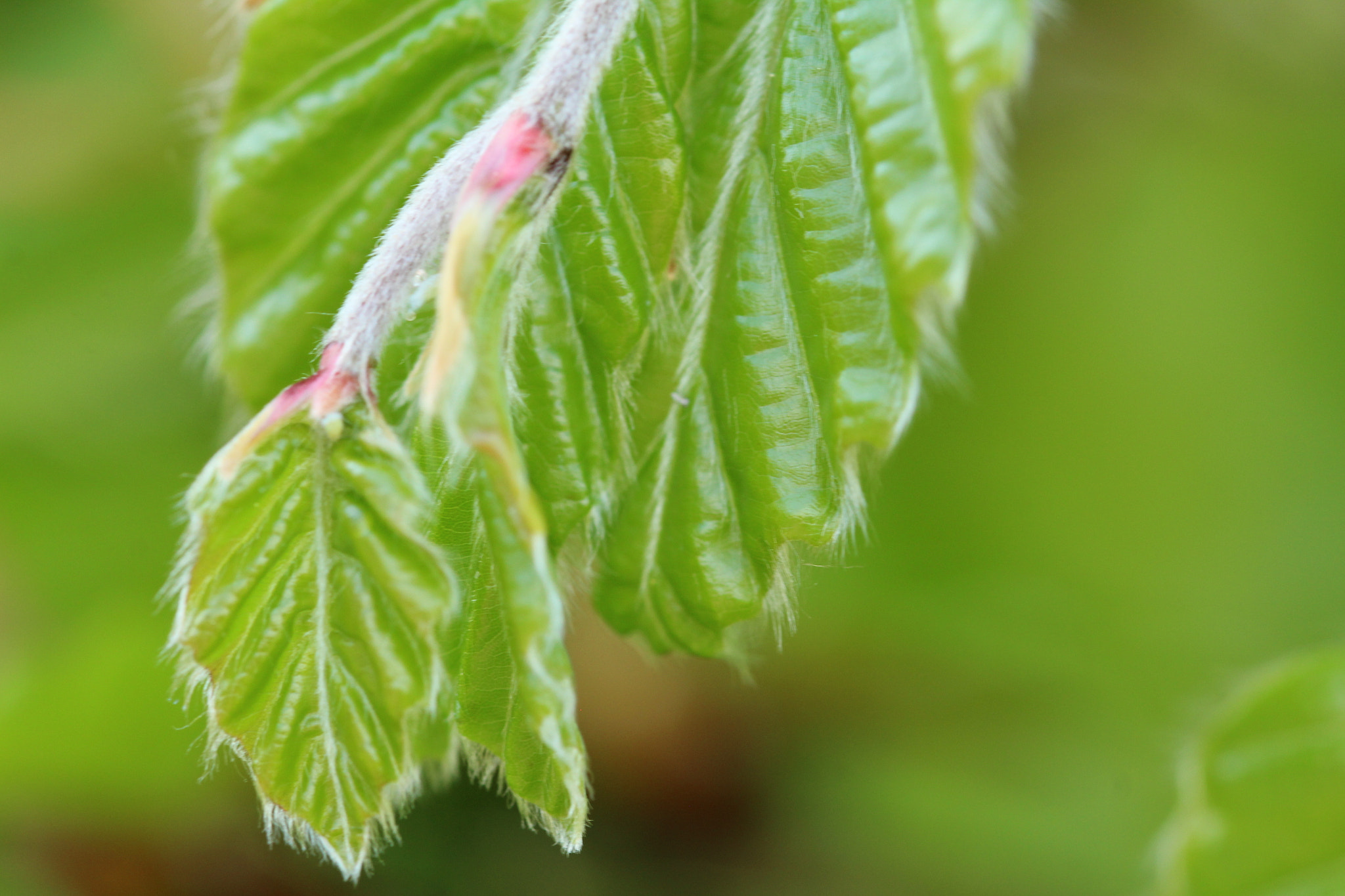 Sigma 105mm F2.8 EX DG OS HSM sample photo. Nature photography