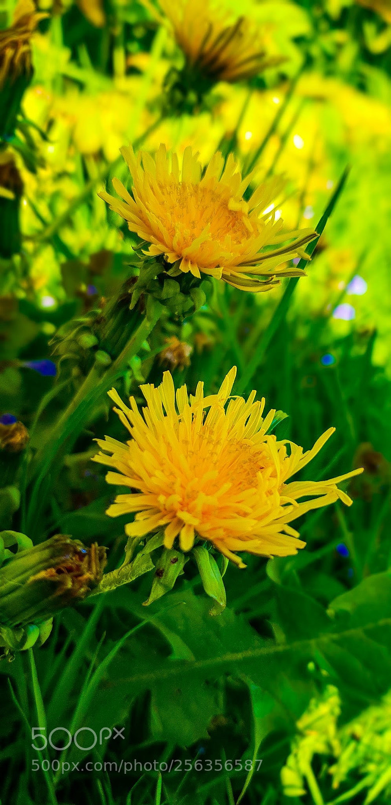 Samsung Galaxy S9 sample photo. Untitled photography