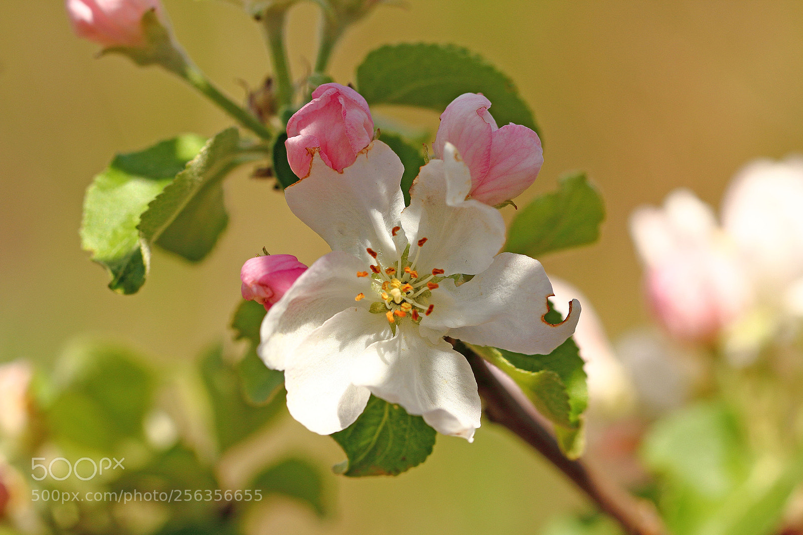 Canon EOS 60D sample photo. Fleurs de pommier. photography