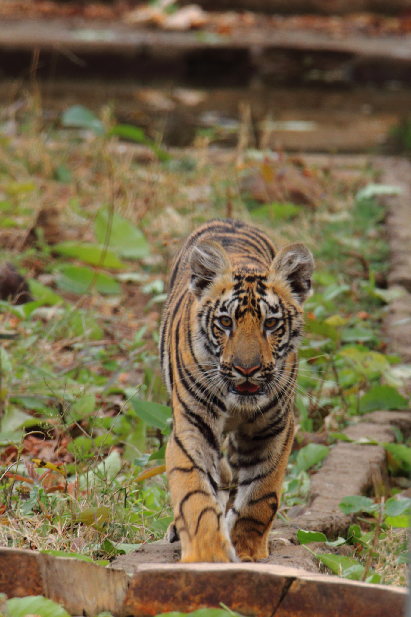 Canon EOS 70D sample photo. Junabai cub photography