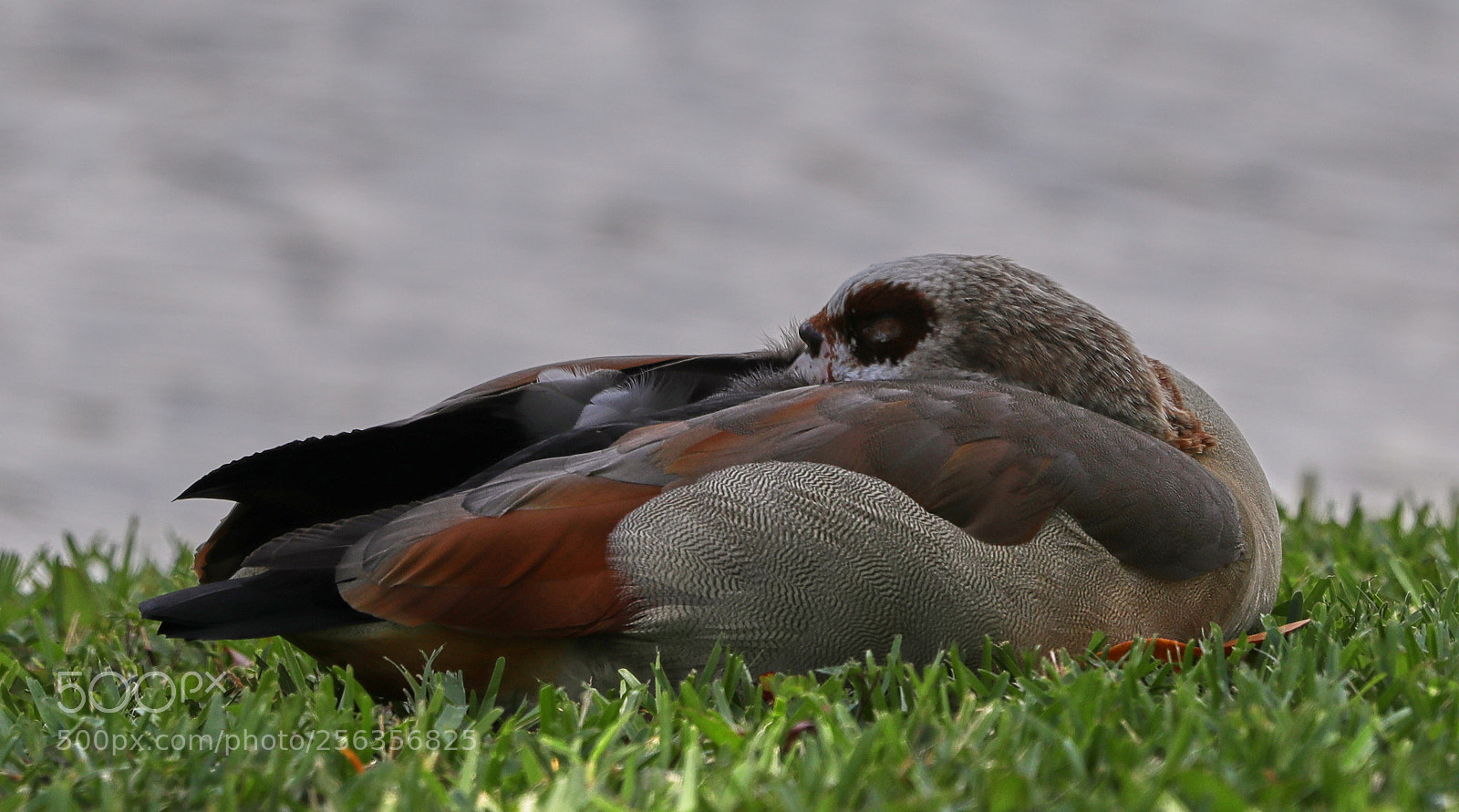 Canon EOS-1D X Mark II sample photo. 05-03-18-0015922.jpg photography