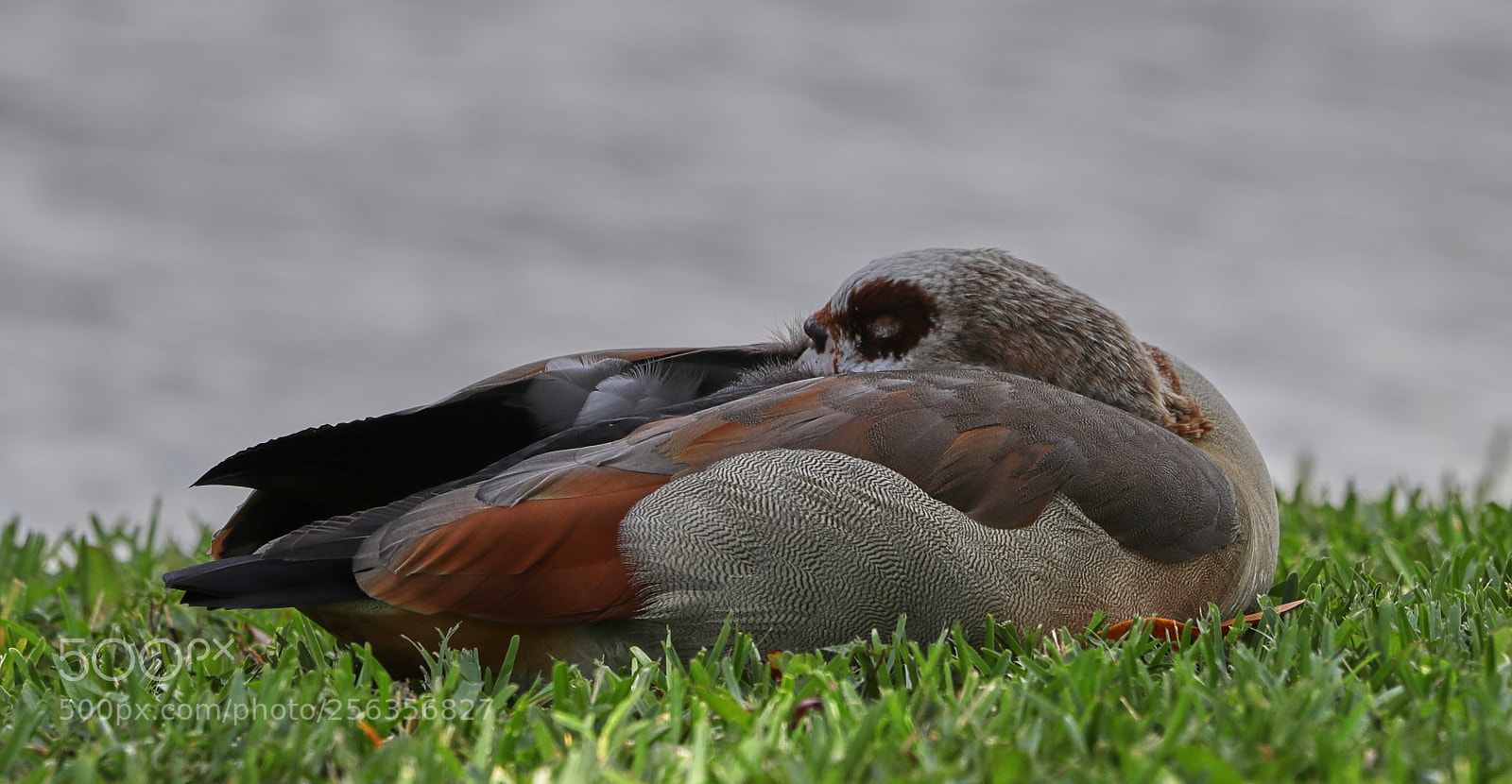 Canon EOS-1D X Mark II sample photo. 05-03-18-0015920.jpg photography