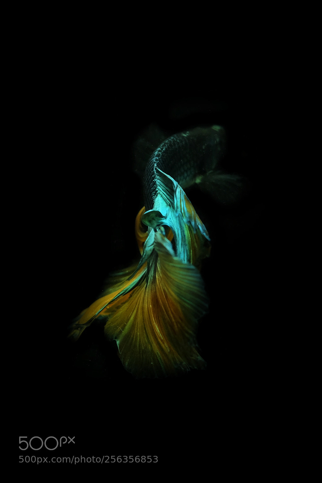 Fujifilm X-T1 sample photo. Betta fish photography