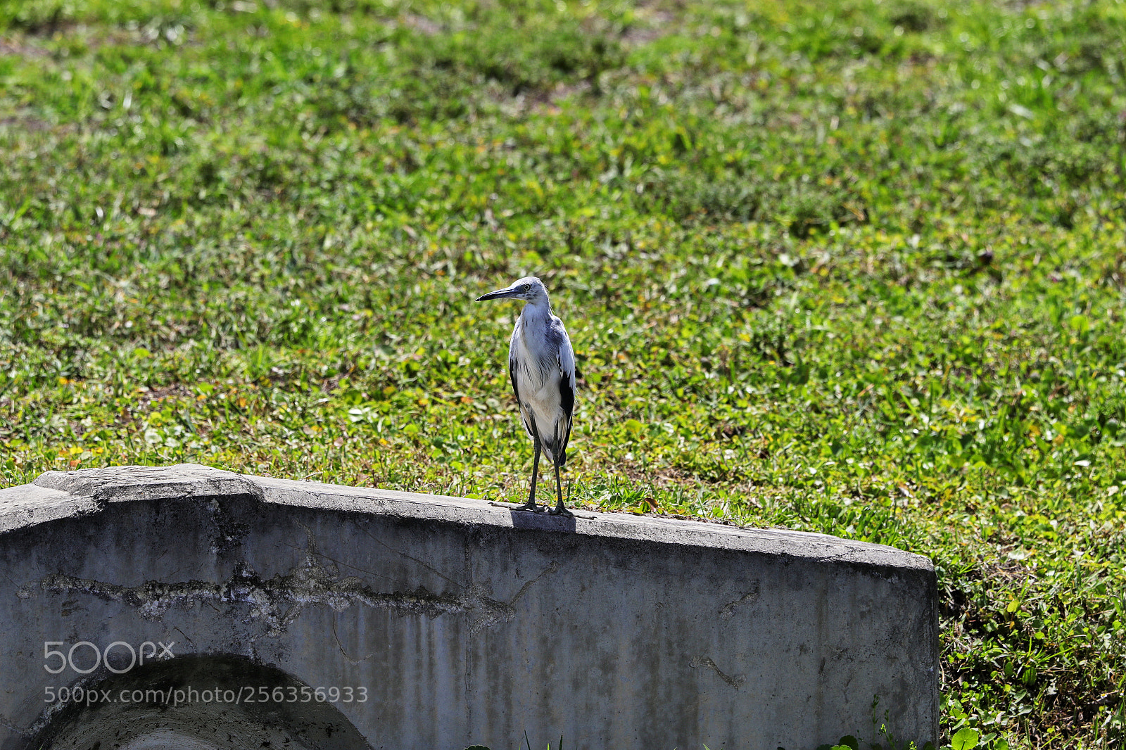 Canon EOS-1D X Mark II sample photo. 05-03-18-0015912.jpg photography