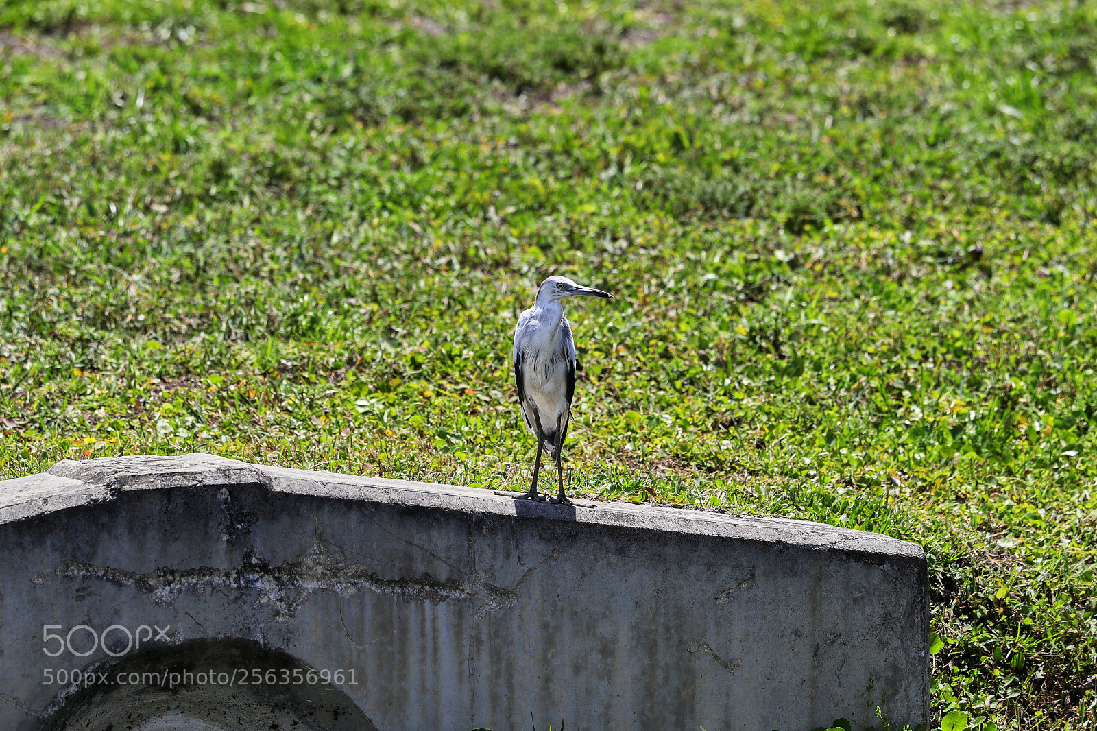 Canon EOS-1D X Mark II sample photo. 05-03-18-0015911.jpg photography