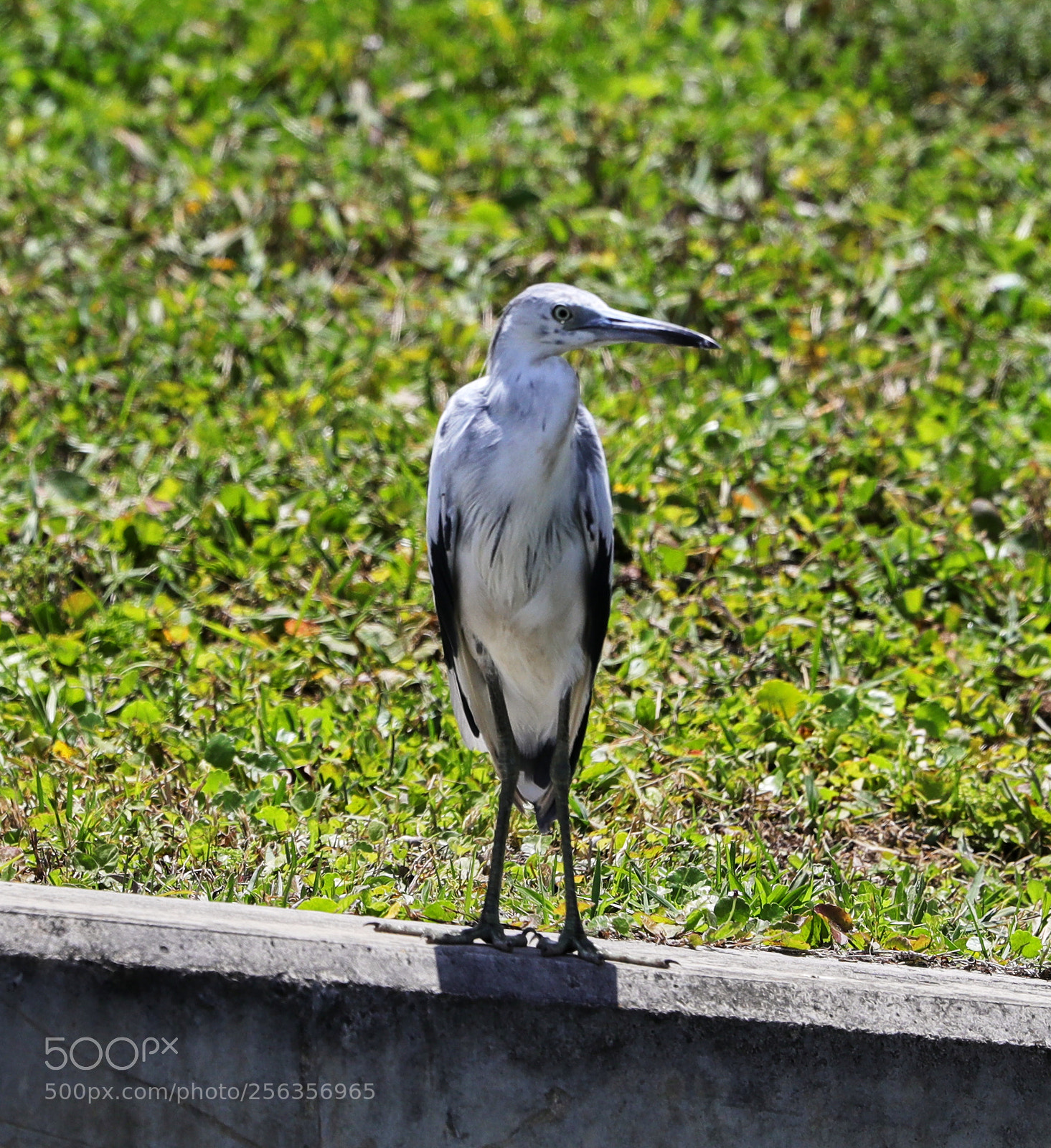Canon EOS-1D X Mark II sample photo. 05-03-18-0015909.jpg photography