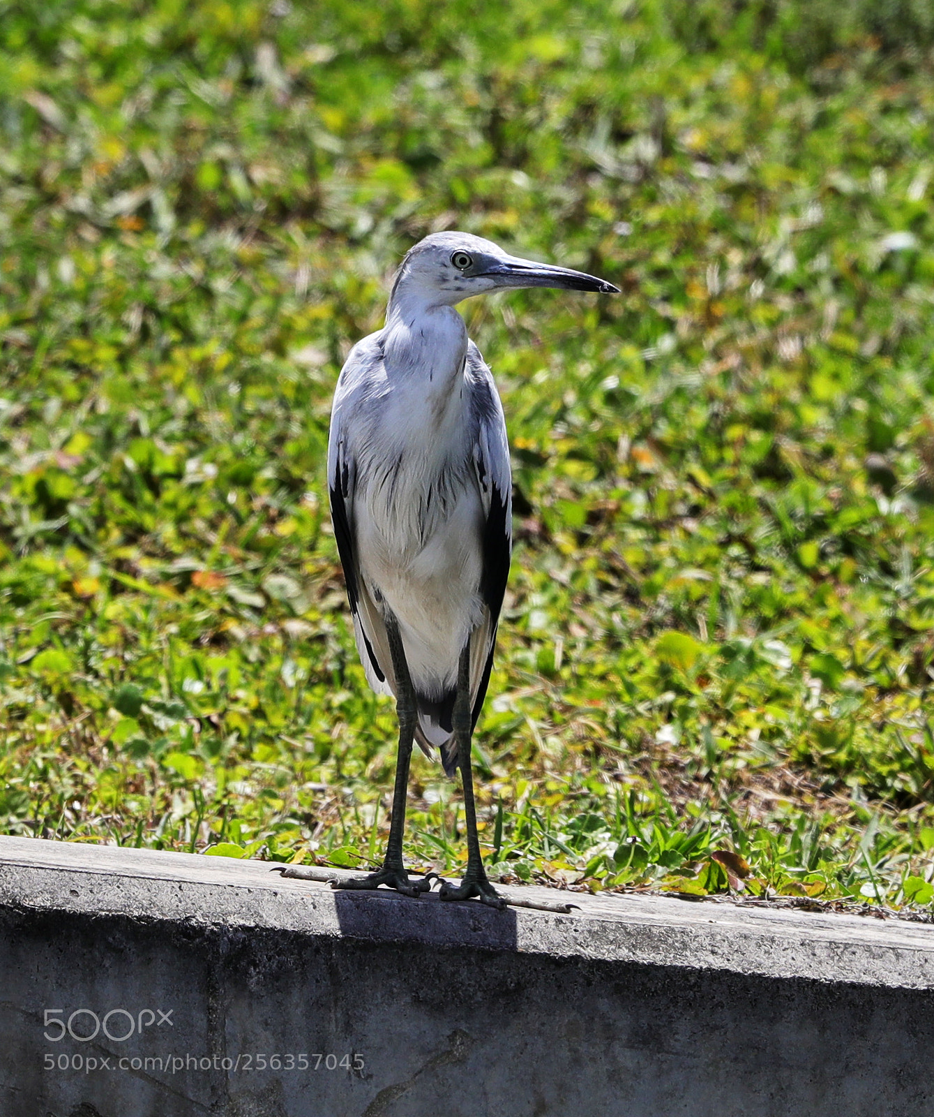 Canon EOS-1D X Mark II sample photo. 05-03-18-0015908.jpg photography