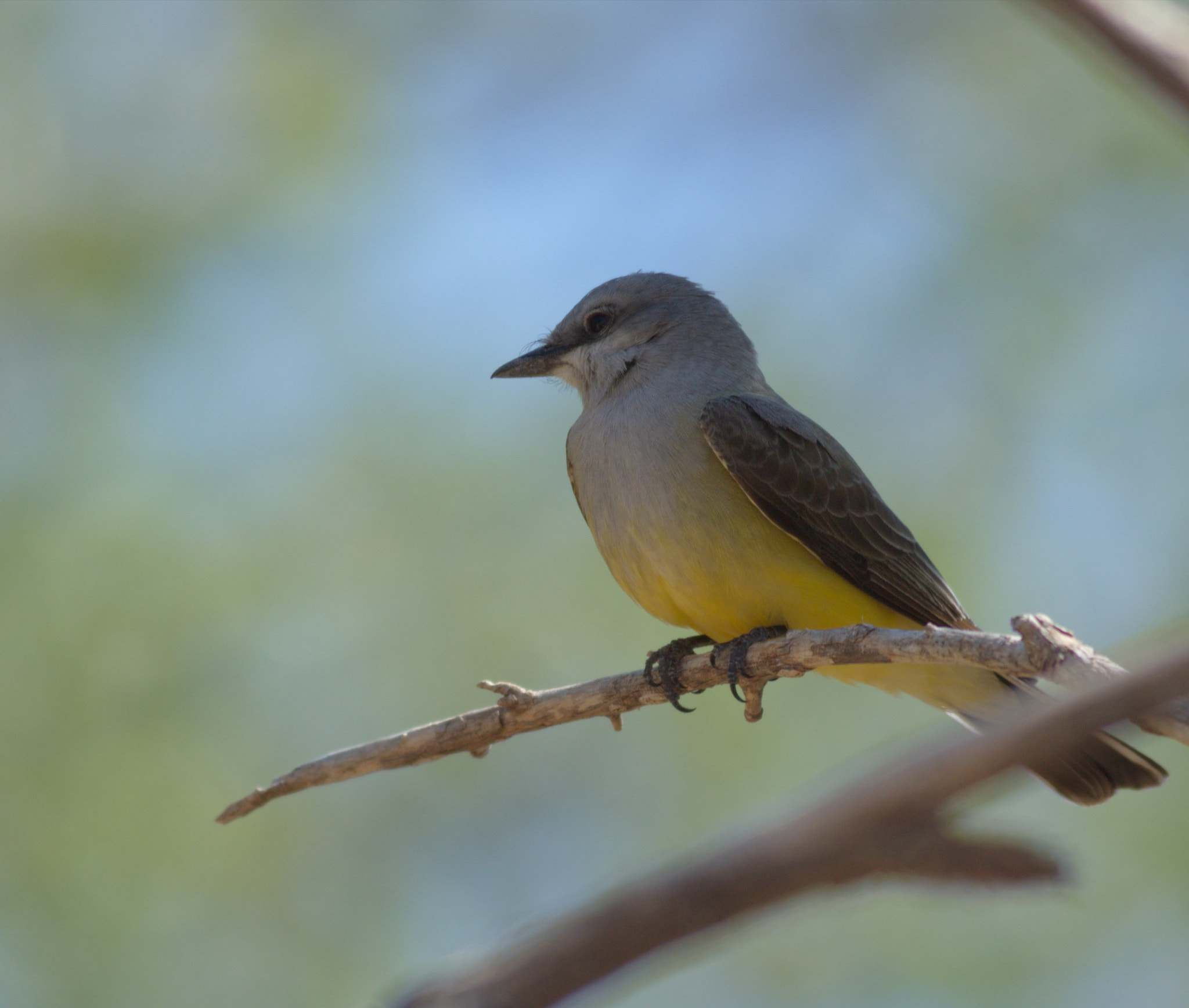 Canon EF 400mm F5.6L USM sample photo. Kingbird photography