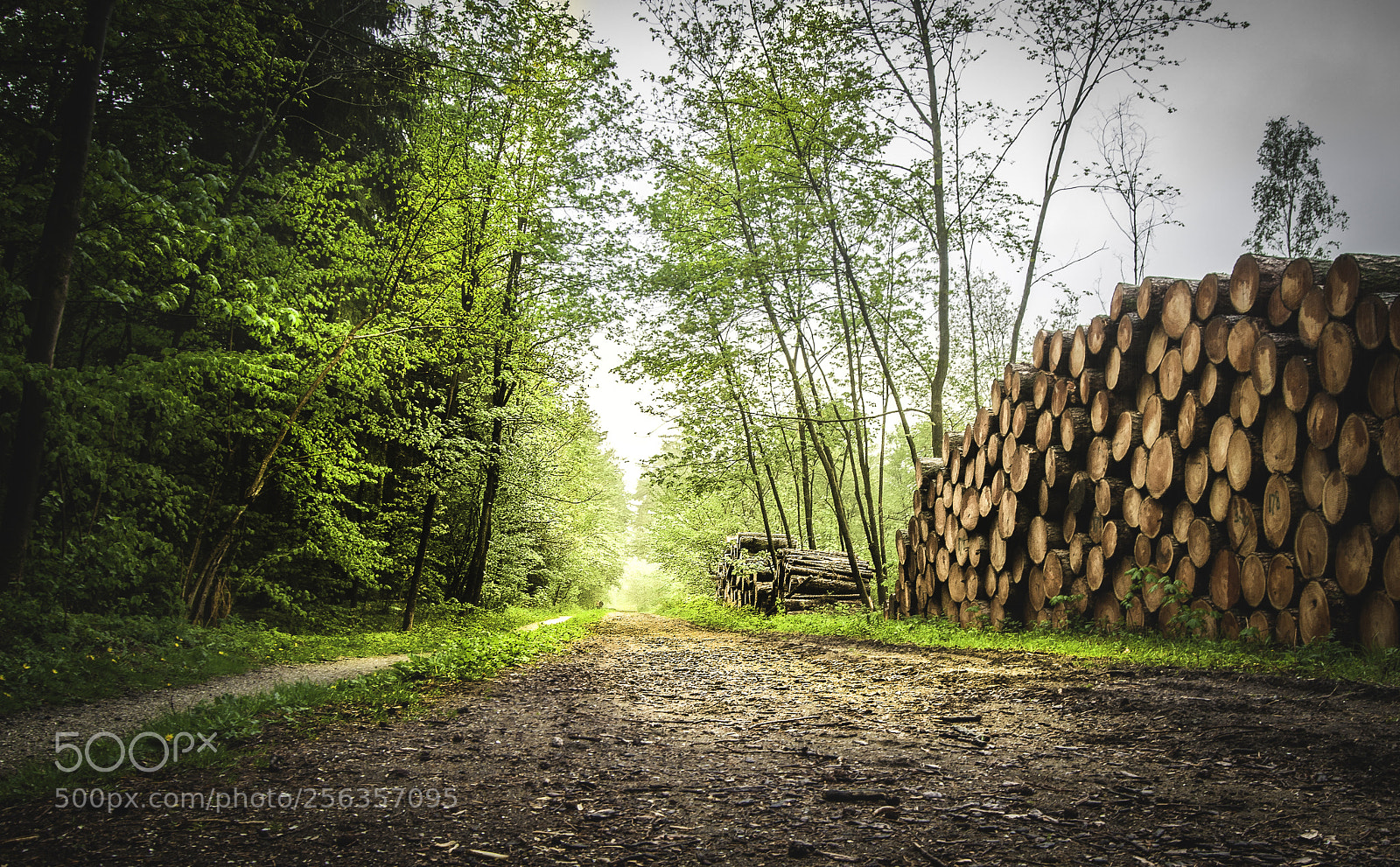 Nikon D5000 sample photo. Chopped wood photography