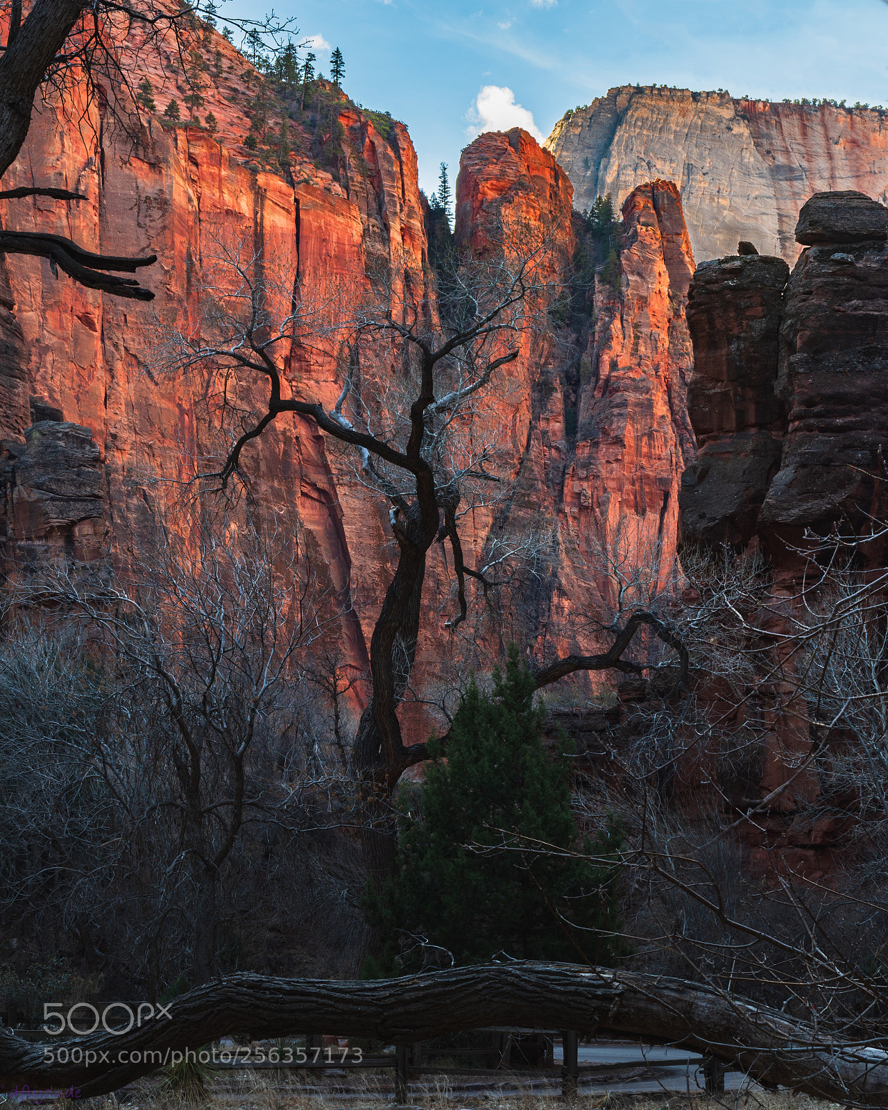 Nikon D5600 sample photo. Zion cliffs 3216 photography