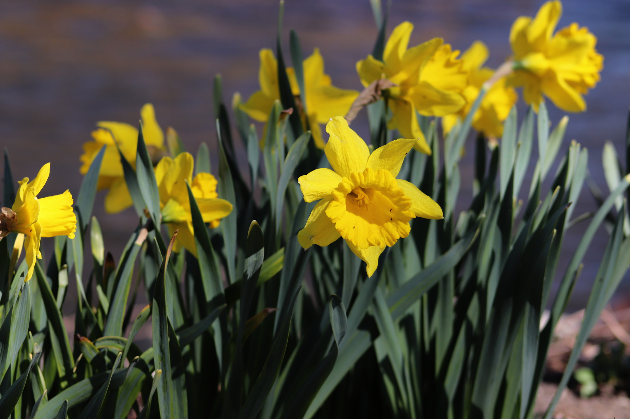 Canon EOS 800D (EOS Rebel T7i / EOS Kiss X9i) sample photo. Spring flowers photography