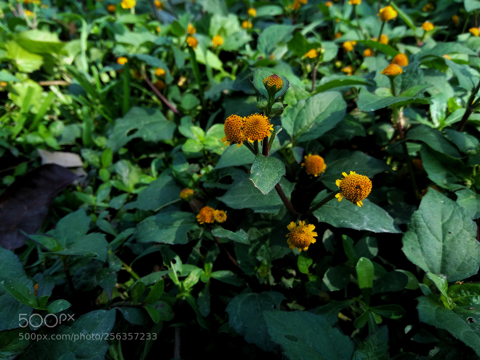 Xiaomi Redmi Note 4 sample photo. Grass flower photography