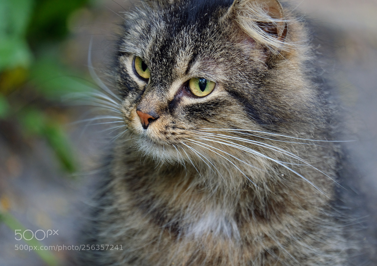 Fujifilm X-T20 sample photo. Portrait of a cat photography