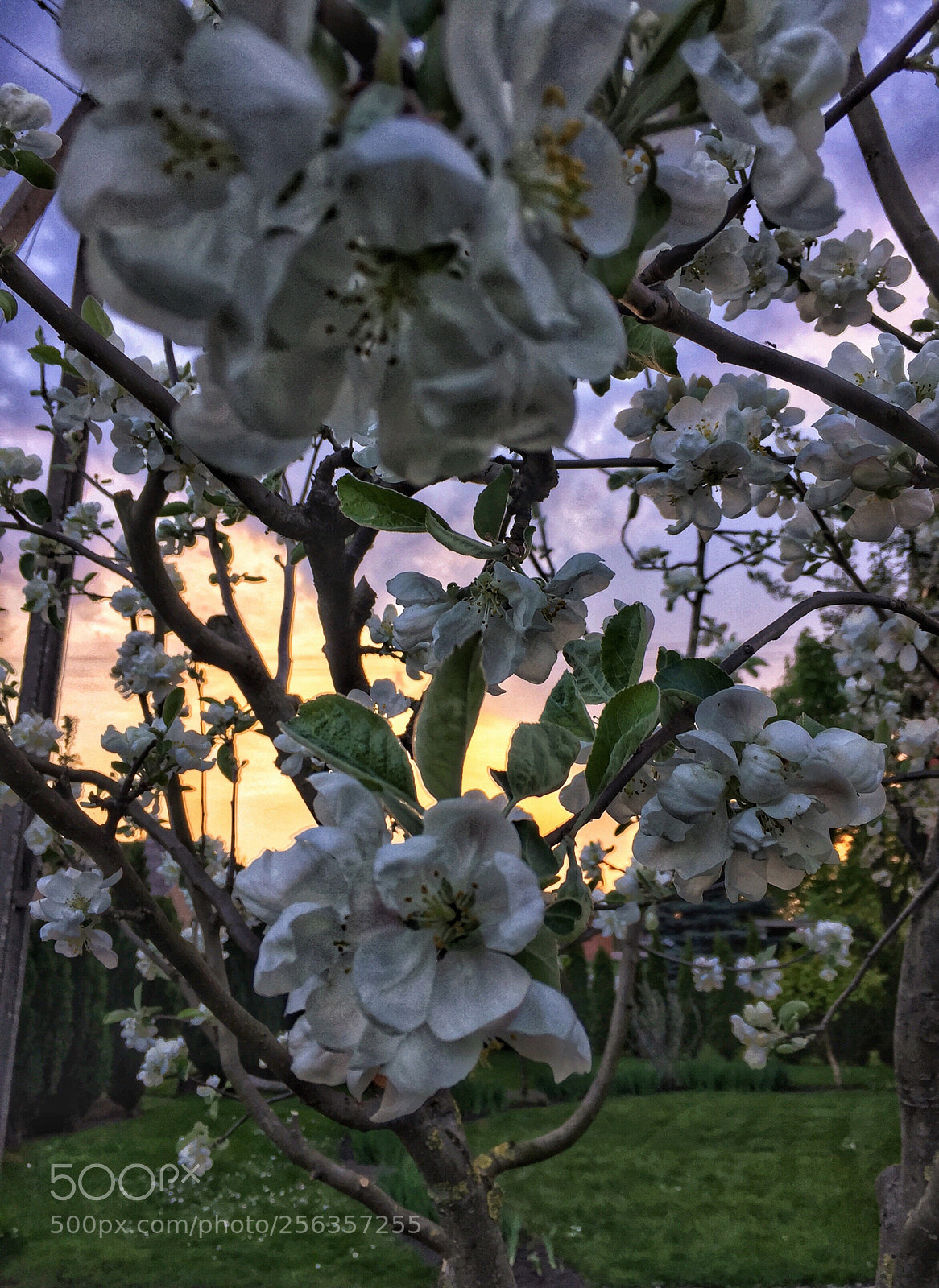 Apple iPhone 6 sample photo. Untitled photography