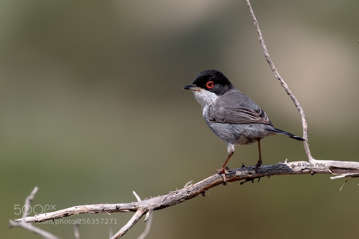 Canon EOS 7D Mark II sample photo. Sardinian warbler photography