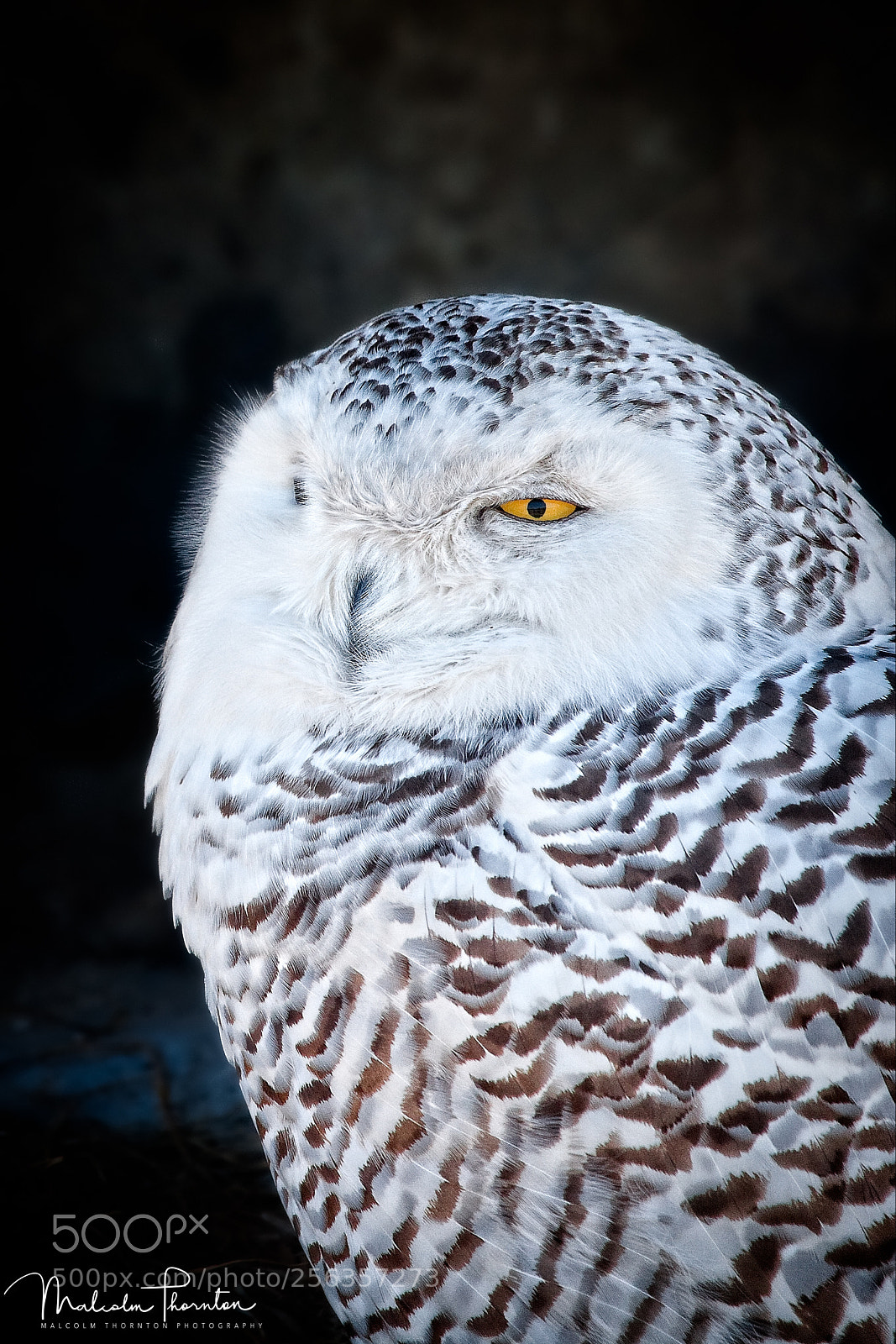 Canon EOS 5D Mark II sample photo. Snowy owl photography