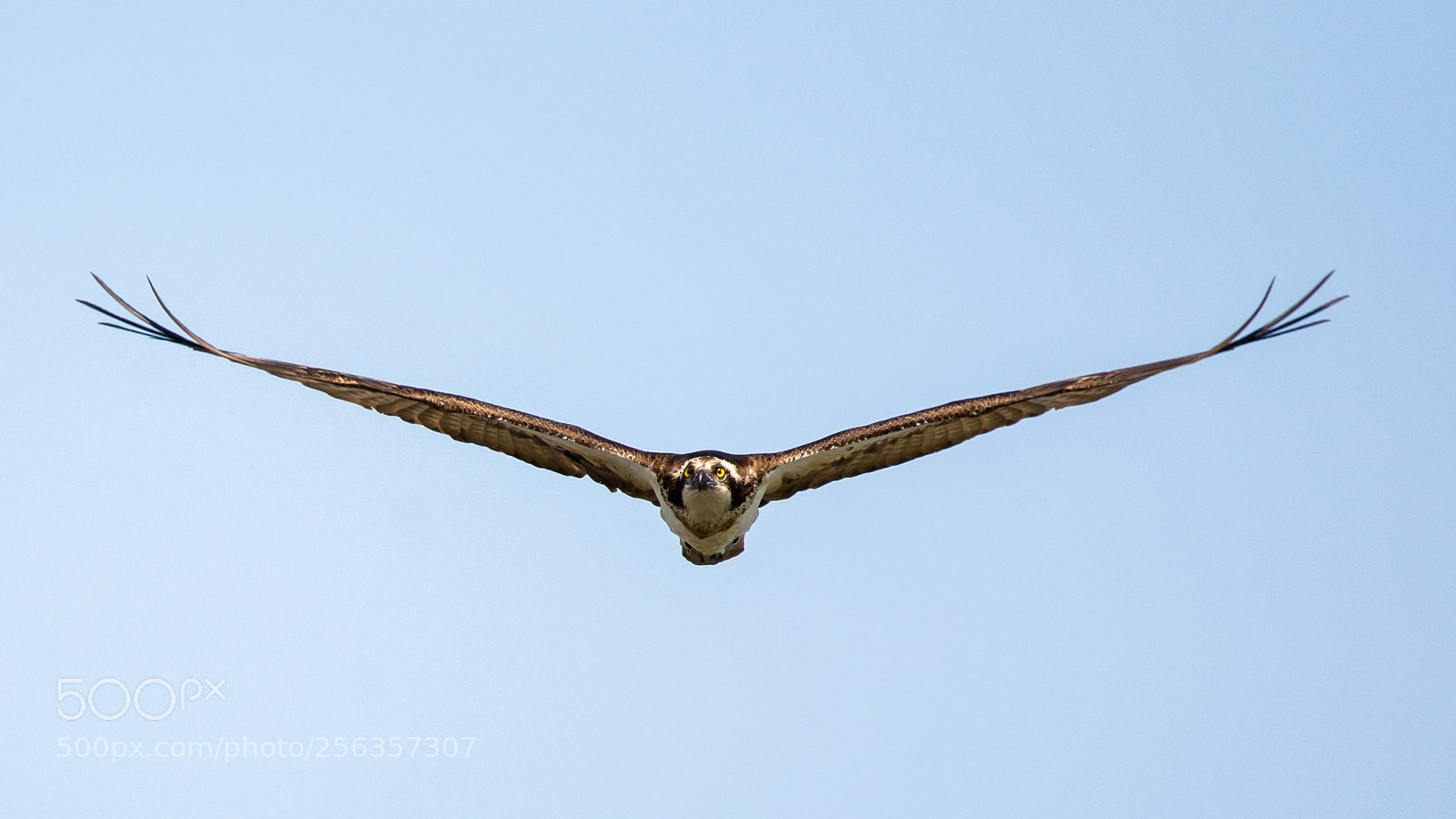 Nikon D7200 sample photo. Osprey looking for fish photography