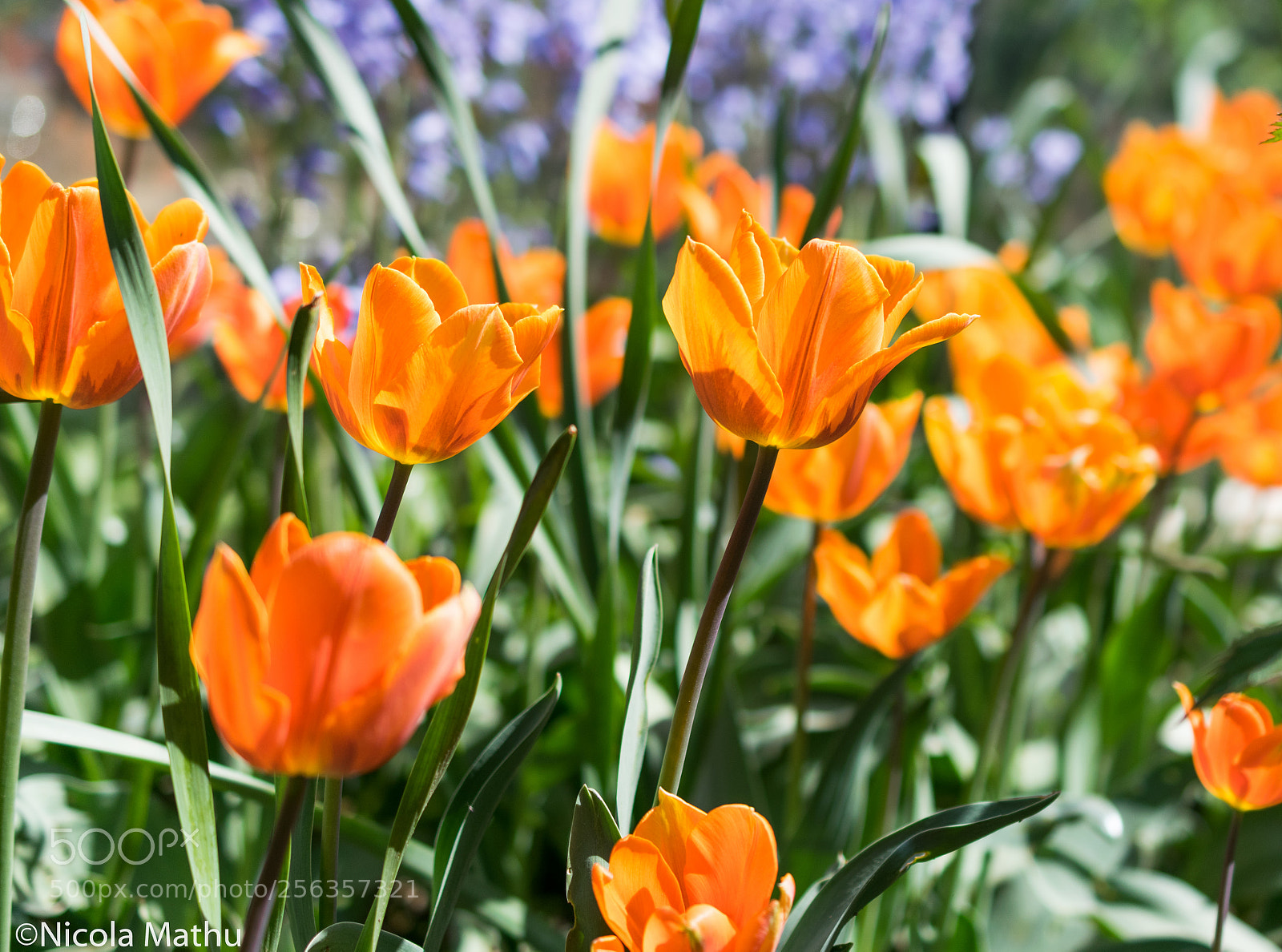 Nikon D5300 sample photo. Tulipe orange photography