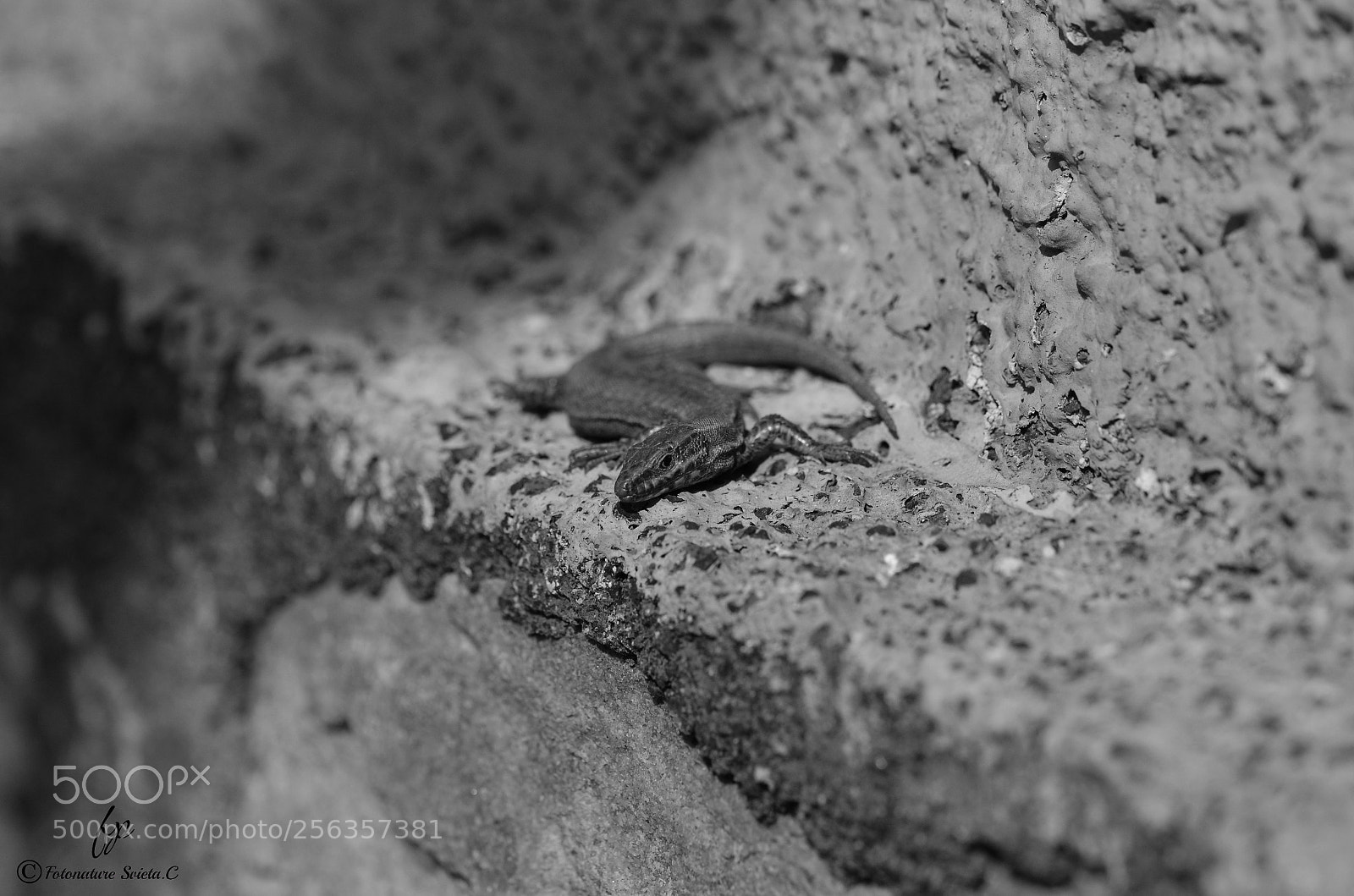 Nikon D5100 sample photo. Lizard photography