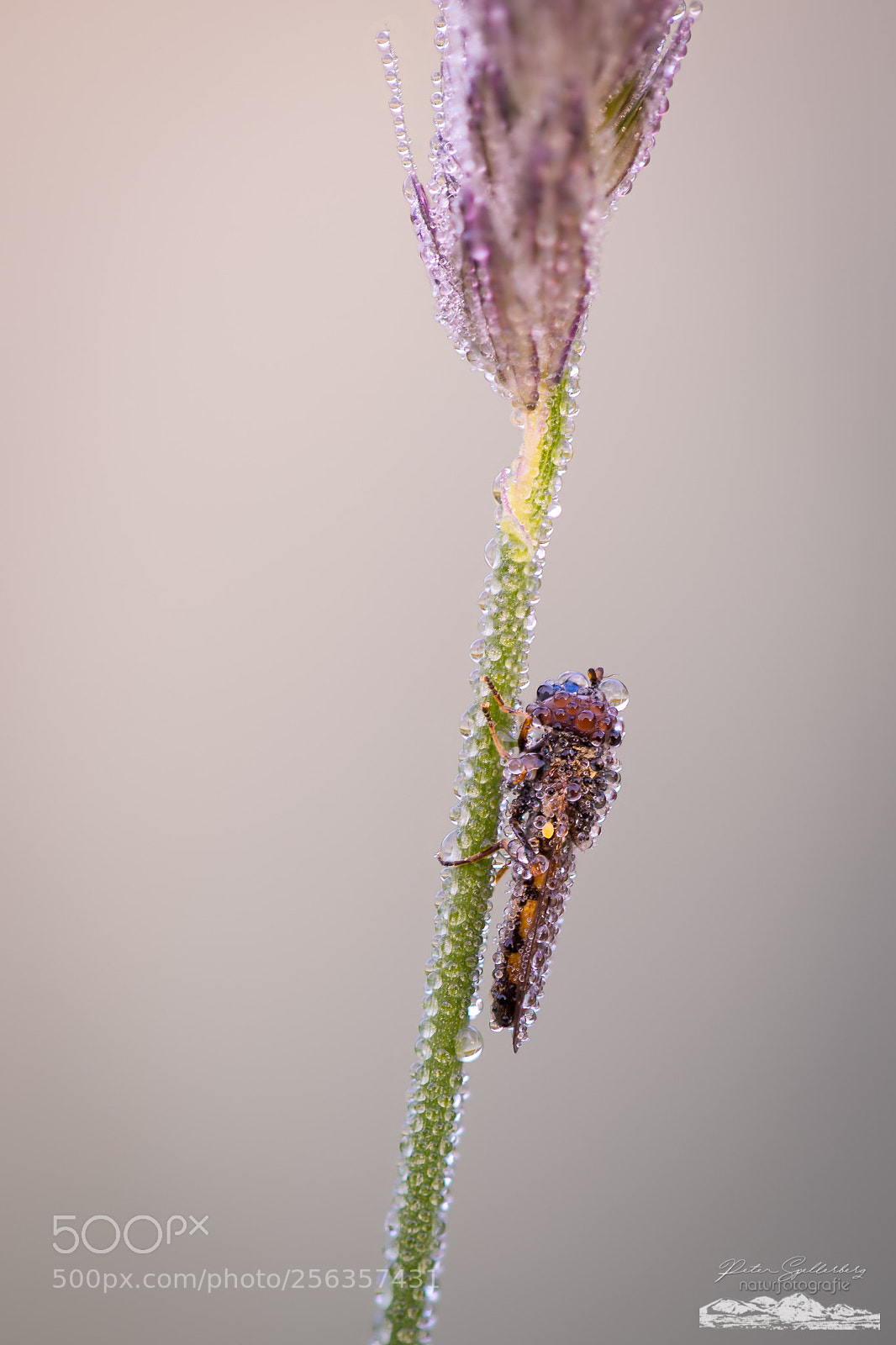 Canon EOS 5D Mark IV sample photo. Simply amazing... photography