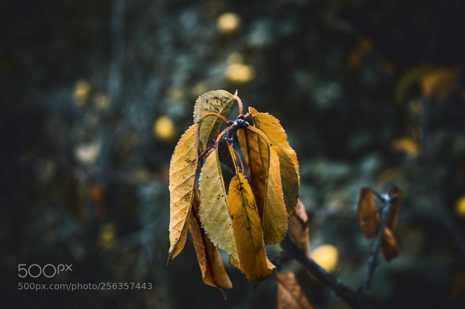 Nikon D3200 sample photo. Leaf photography