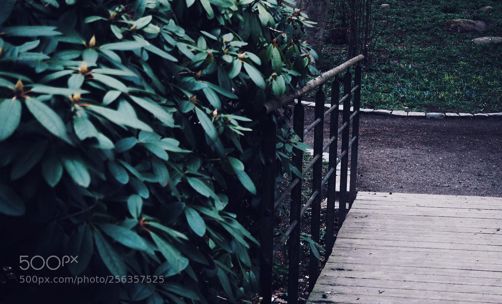 Olympus PEN E-PL7 sample photo. Ivy photography