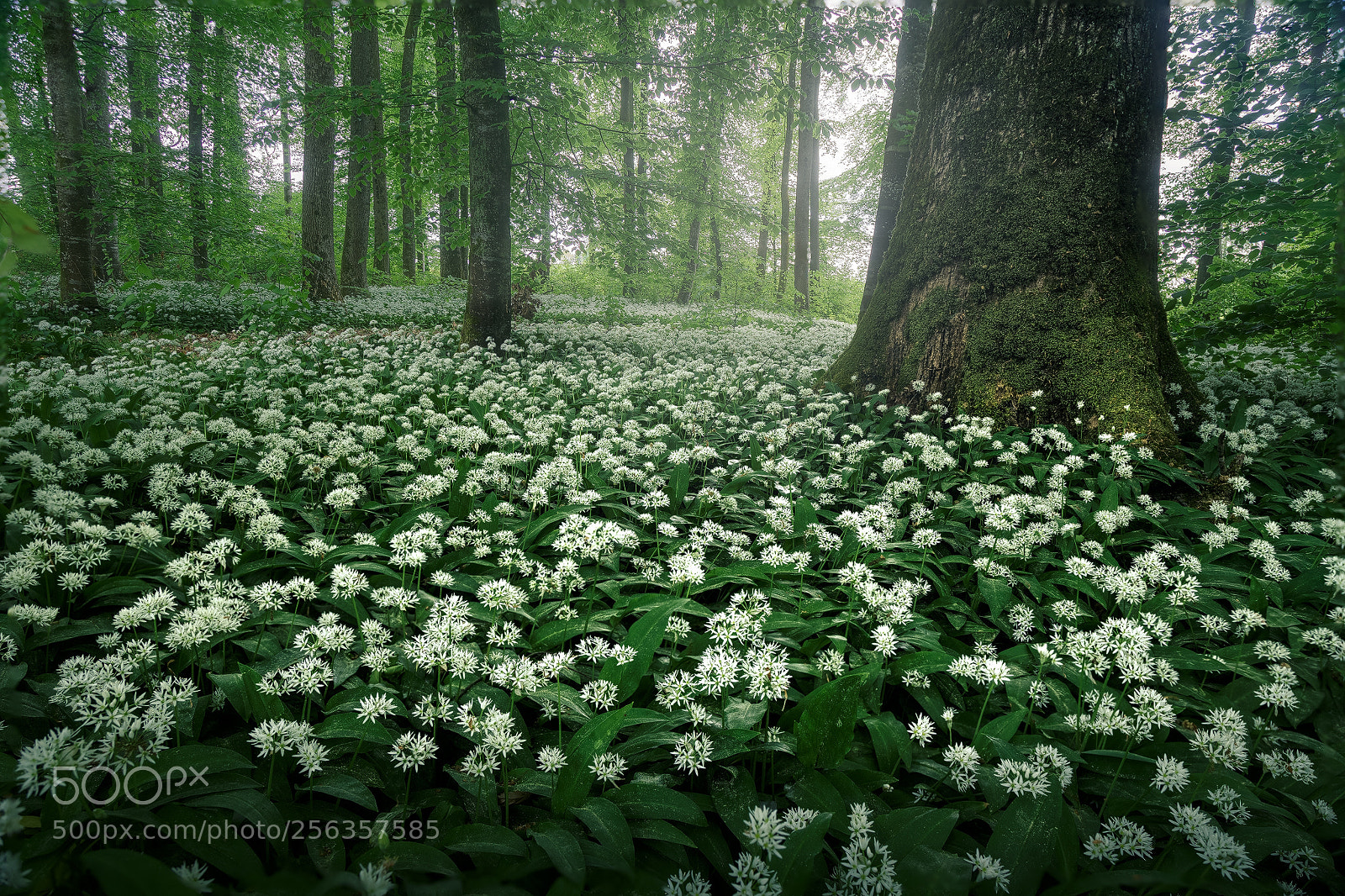 Canon EOS 6D sample photo. Unknown germany pt. cccxxiv photography