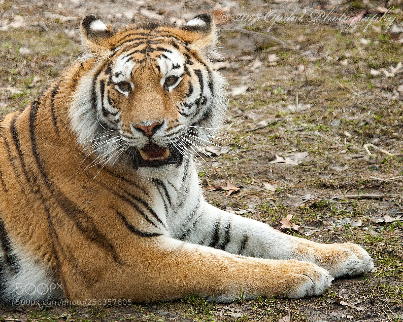 Canon EOS 5D sample photo. Amur tiger photography