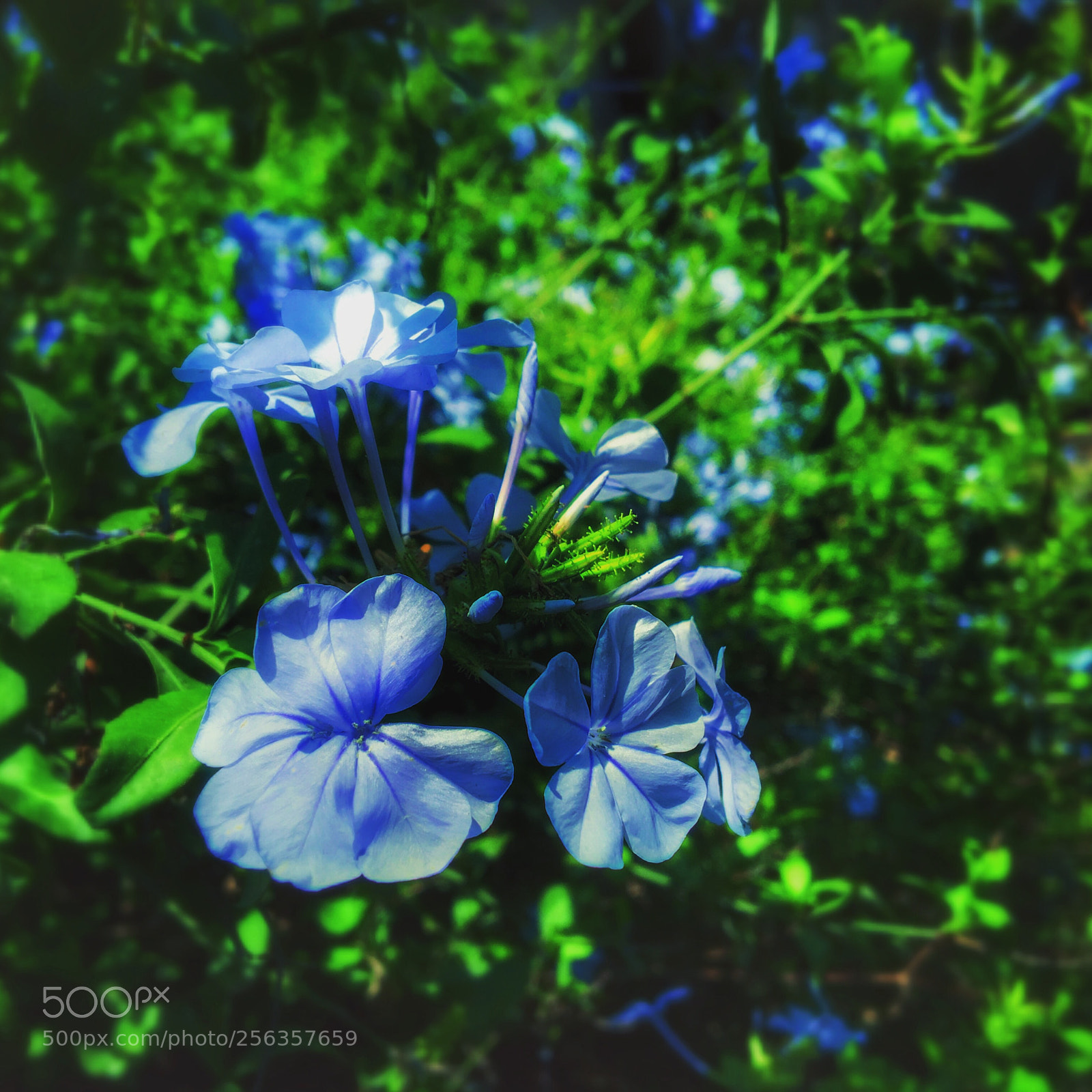 Apple iPhone 6s sample photo. Untitled photography
