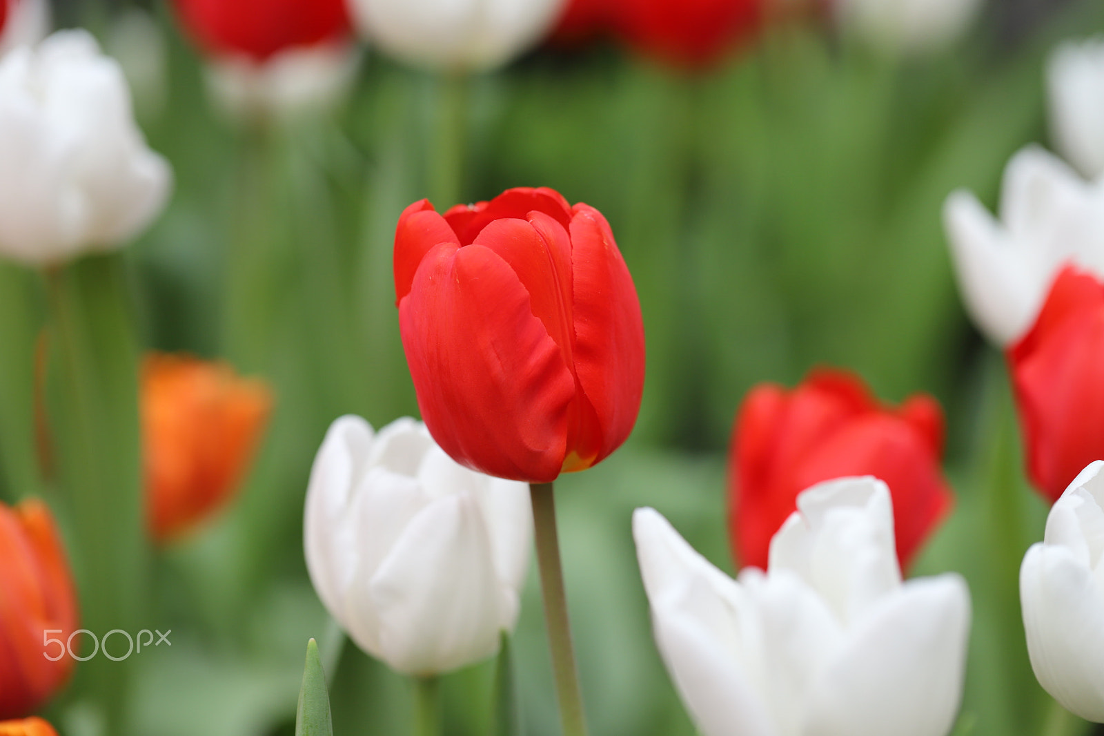 Canon EF 100mm F2.8L Macro IS USM sample photo. Red tuplis photography