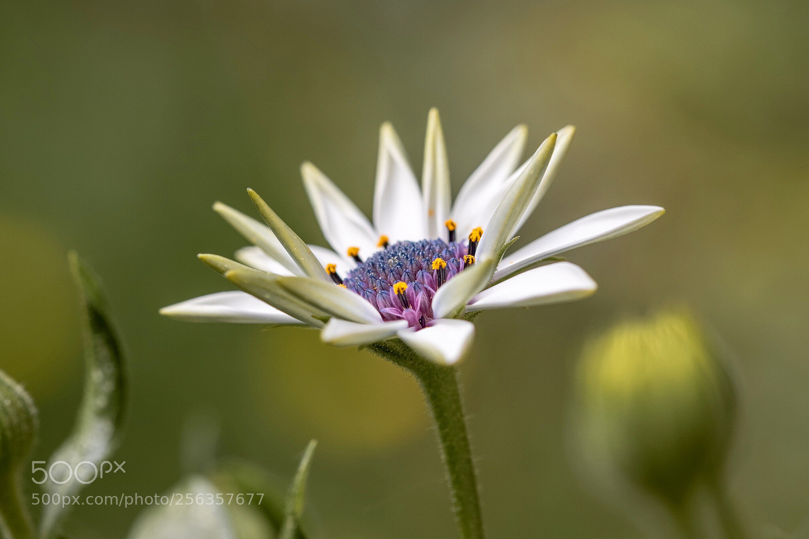 Canon EOS 7D Mark II sample photo. Flower photography