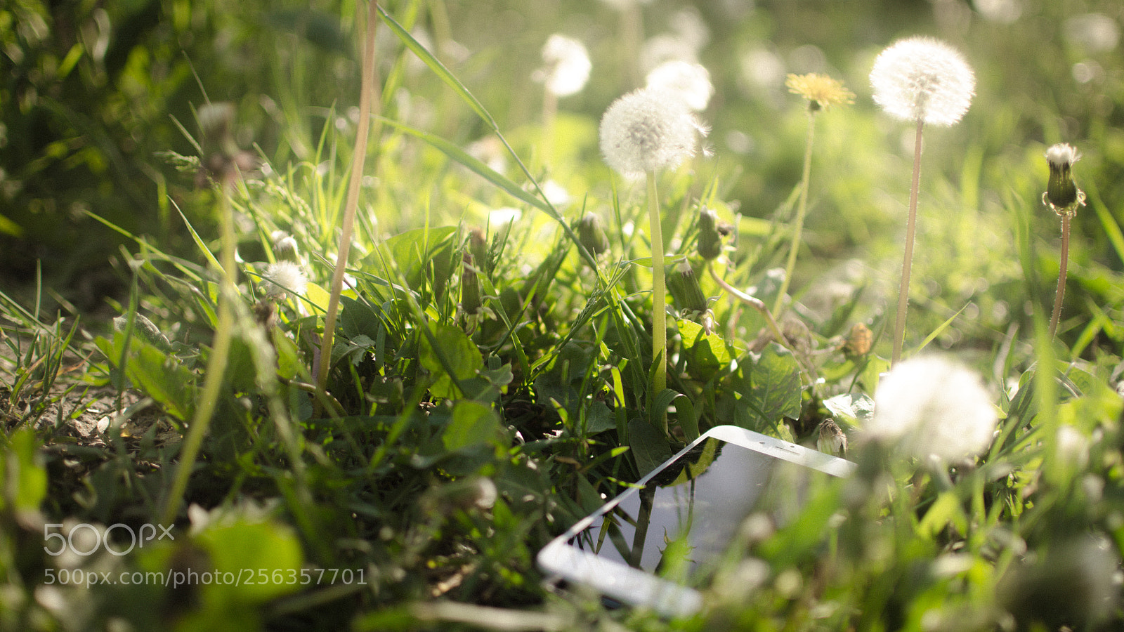Nikon D7000 sample photo. Among nature photography