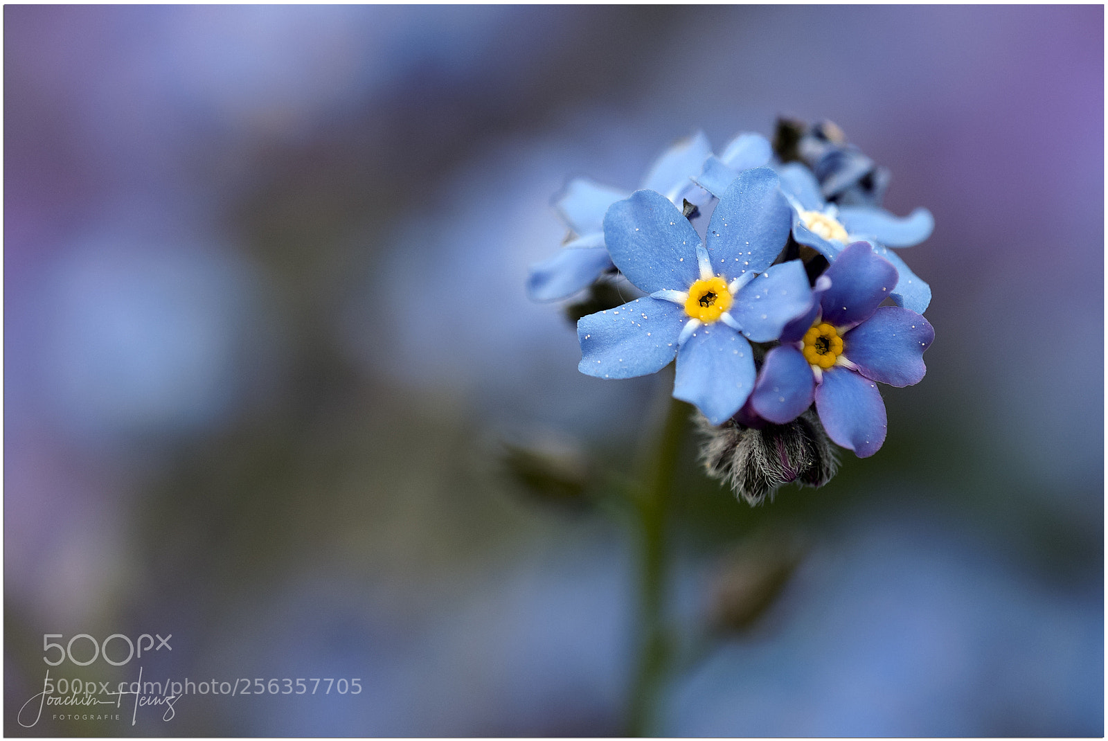 Fujifilm X-T2 sample photo. Forget-me-not ... photography
