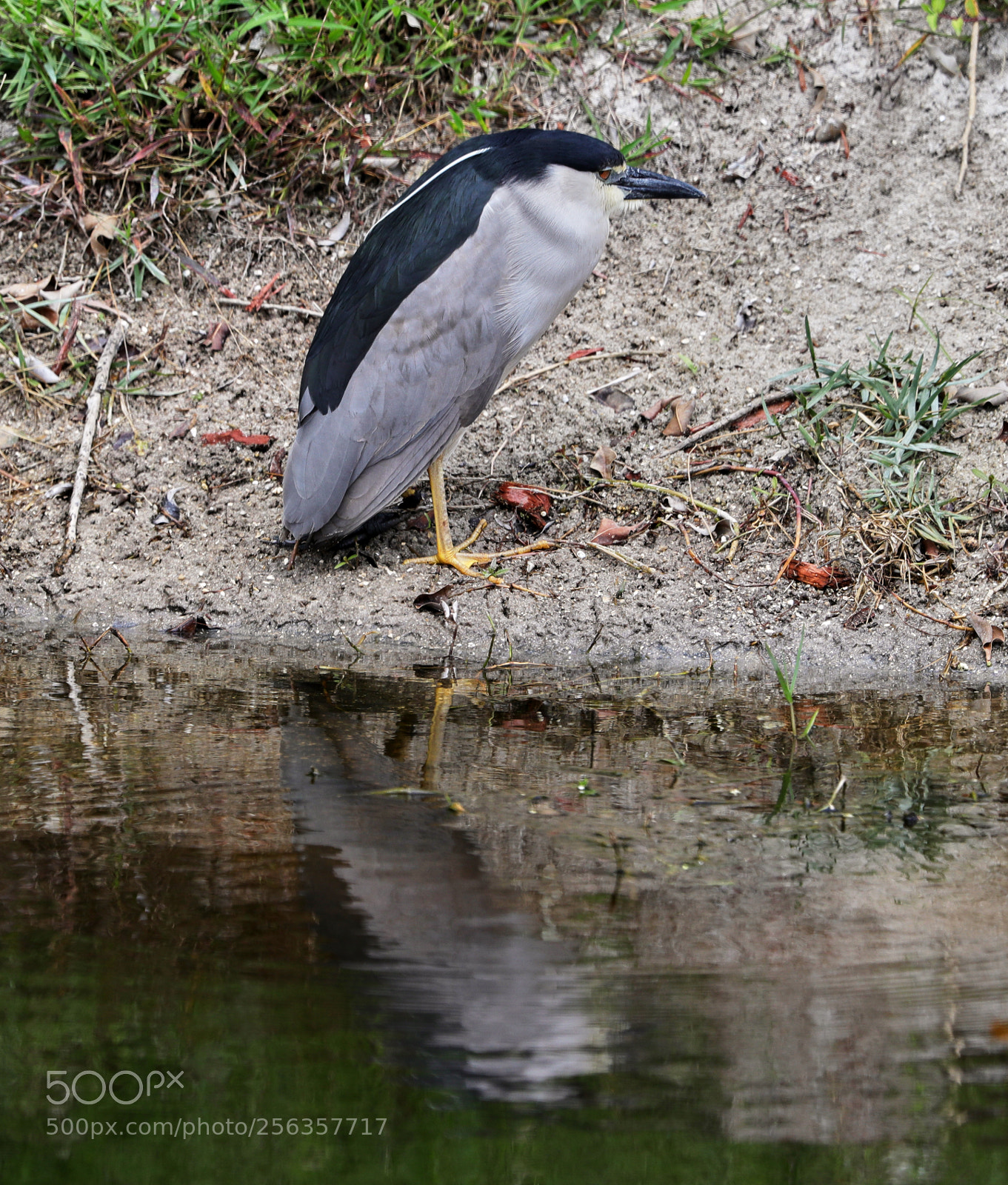 Canon EOS-1D X Mark II sample photo. 05-03-18-0015890.jpg photography