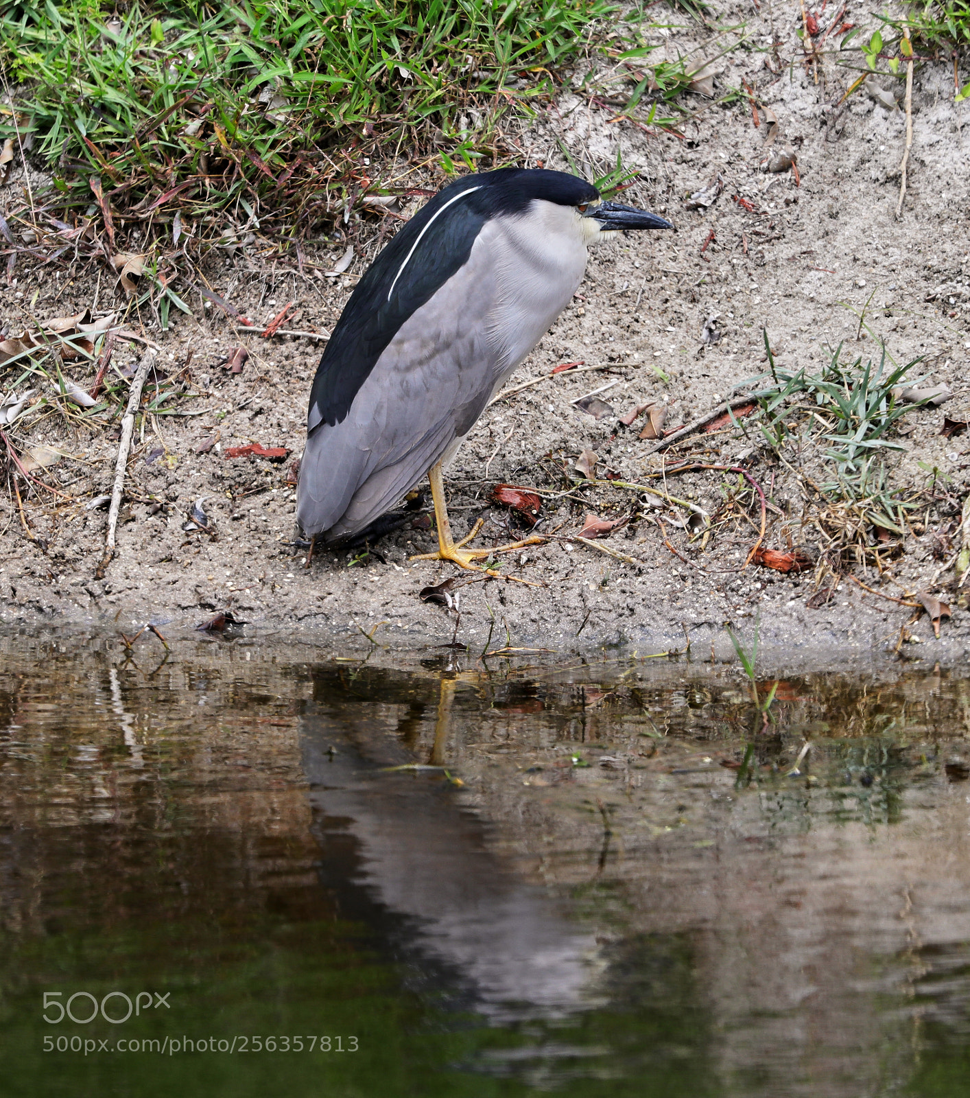 Canon EOS-1D X Mark II sample photo. 05-03-18-0015887.jpg photography