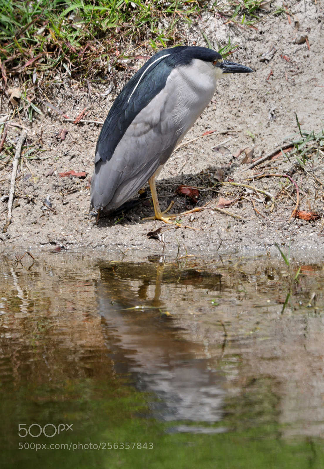 Canon EOS-1D X Mark II sample photo. 05-03-18-0015883.jpg photography
