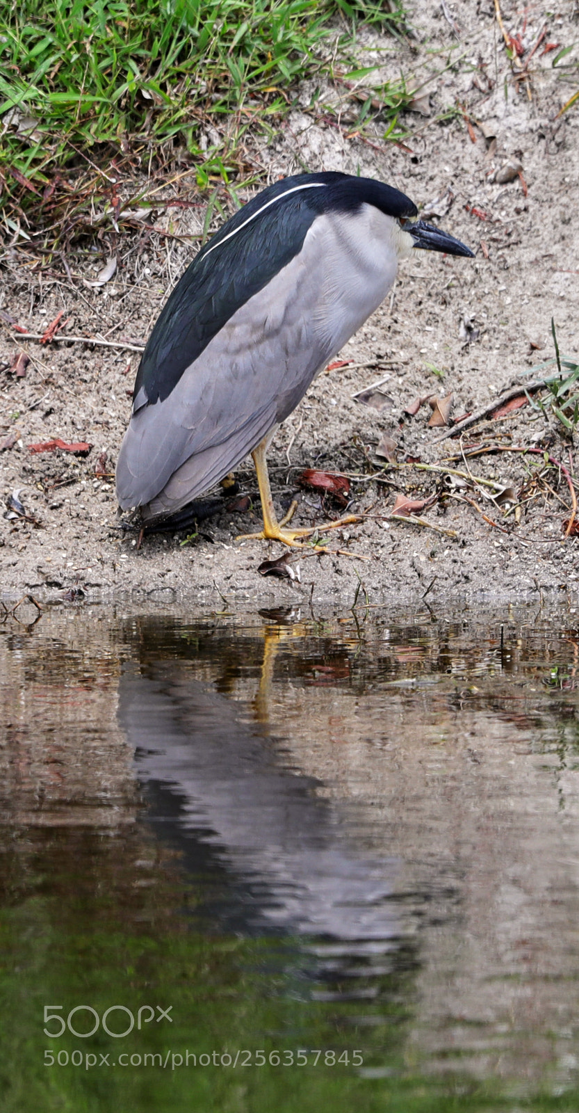 Canon EOS-1D X Mark II sample photo. 05-03-18-0015882.jpg photography