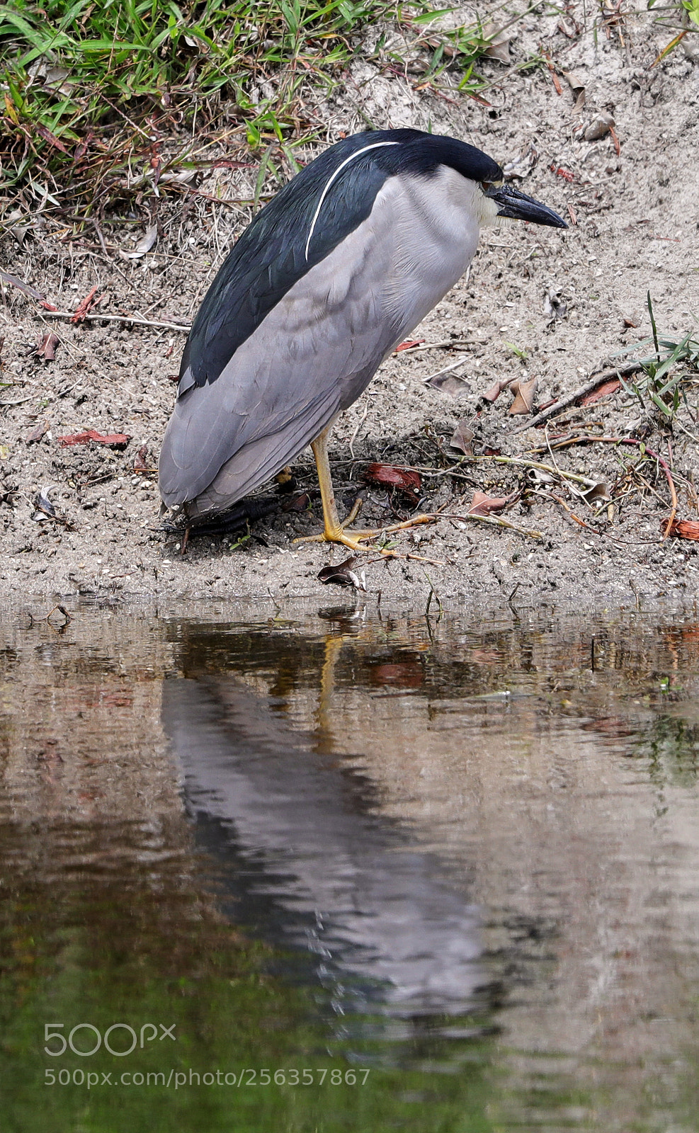 Canon EOS-1D X Mark II sample photo. 05-03-18-0015879.jpg photography