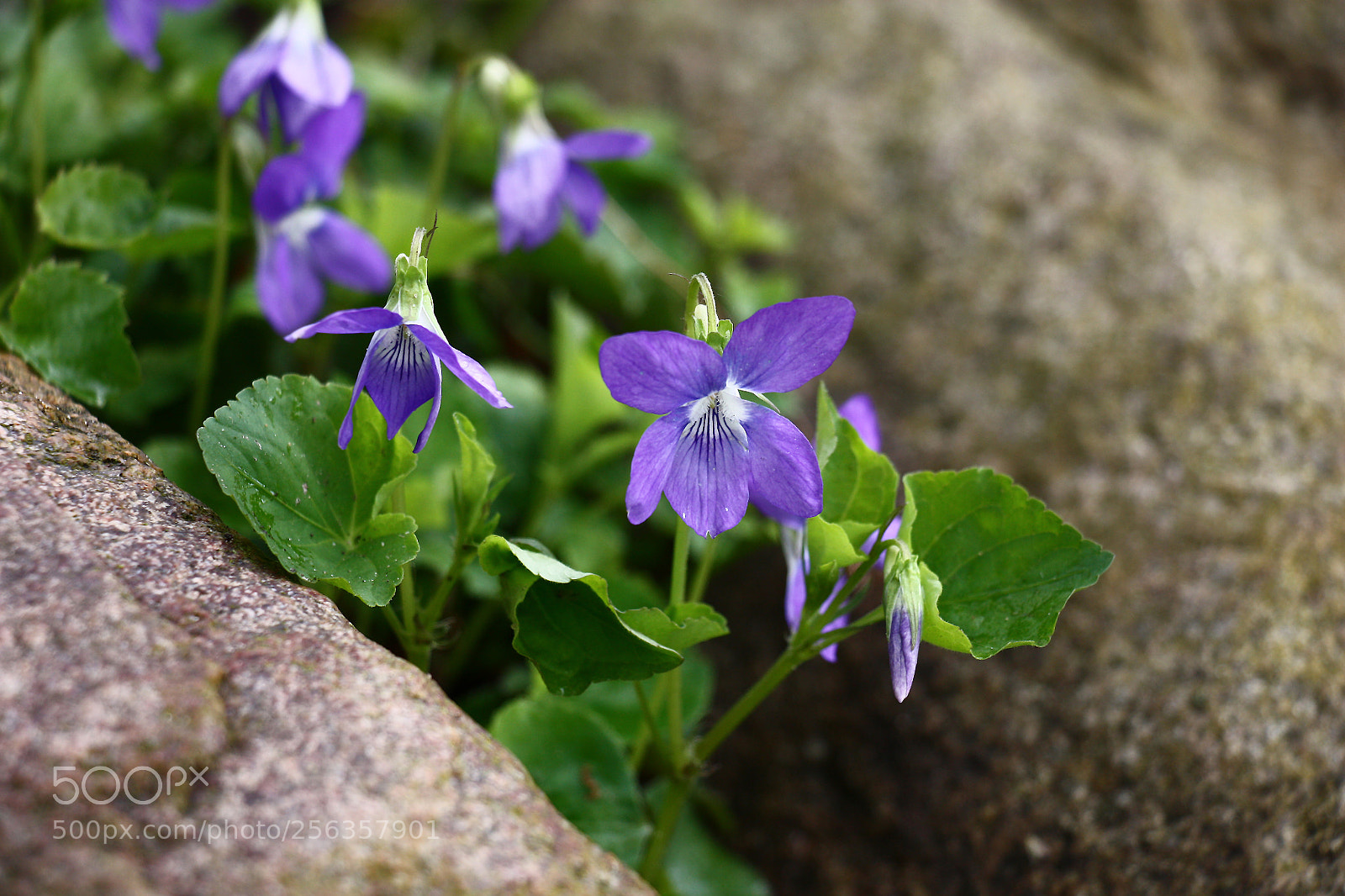 Canon EOS 450D (EOS Rebel XSi / EOS Kiss X2) sample photo. Viola among stones. photography