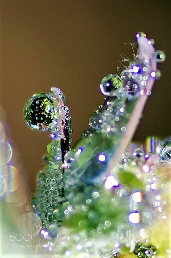 Nikon D7000 sample photo. Gouttes de pluie sur photography