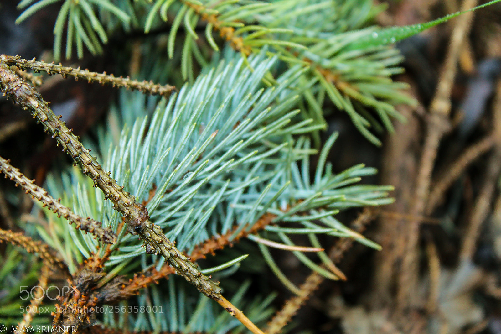 Canon EOS 1200D (EOS Rebel T5 / EOS Kiss X70 / EOS Hi) sample photo. Pine photography