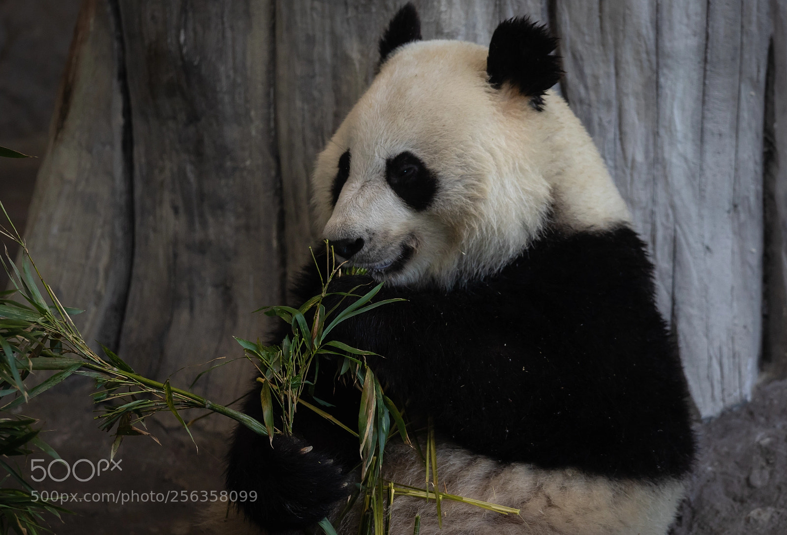 Canon EOS 7D Mark II sample photo. Eating panda photography