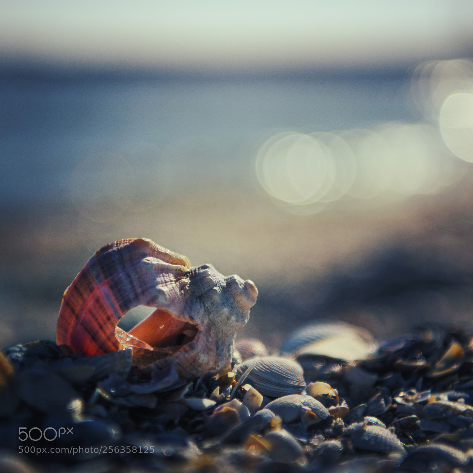 Nikon D810 sample photo. Portrait of seashell photography