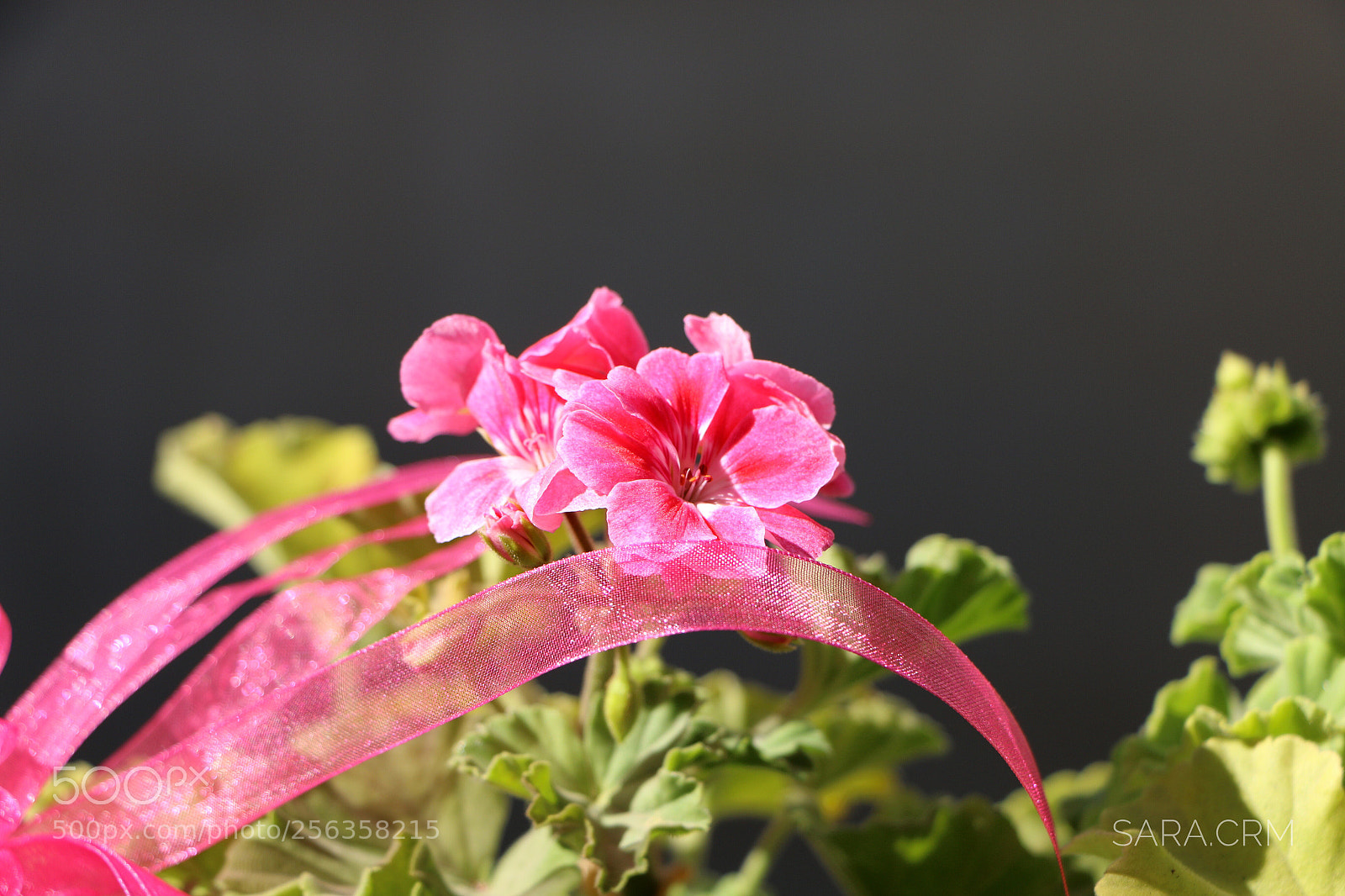 Canon EOS 70D sample photo. Beauty of geranium photography